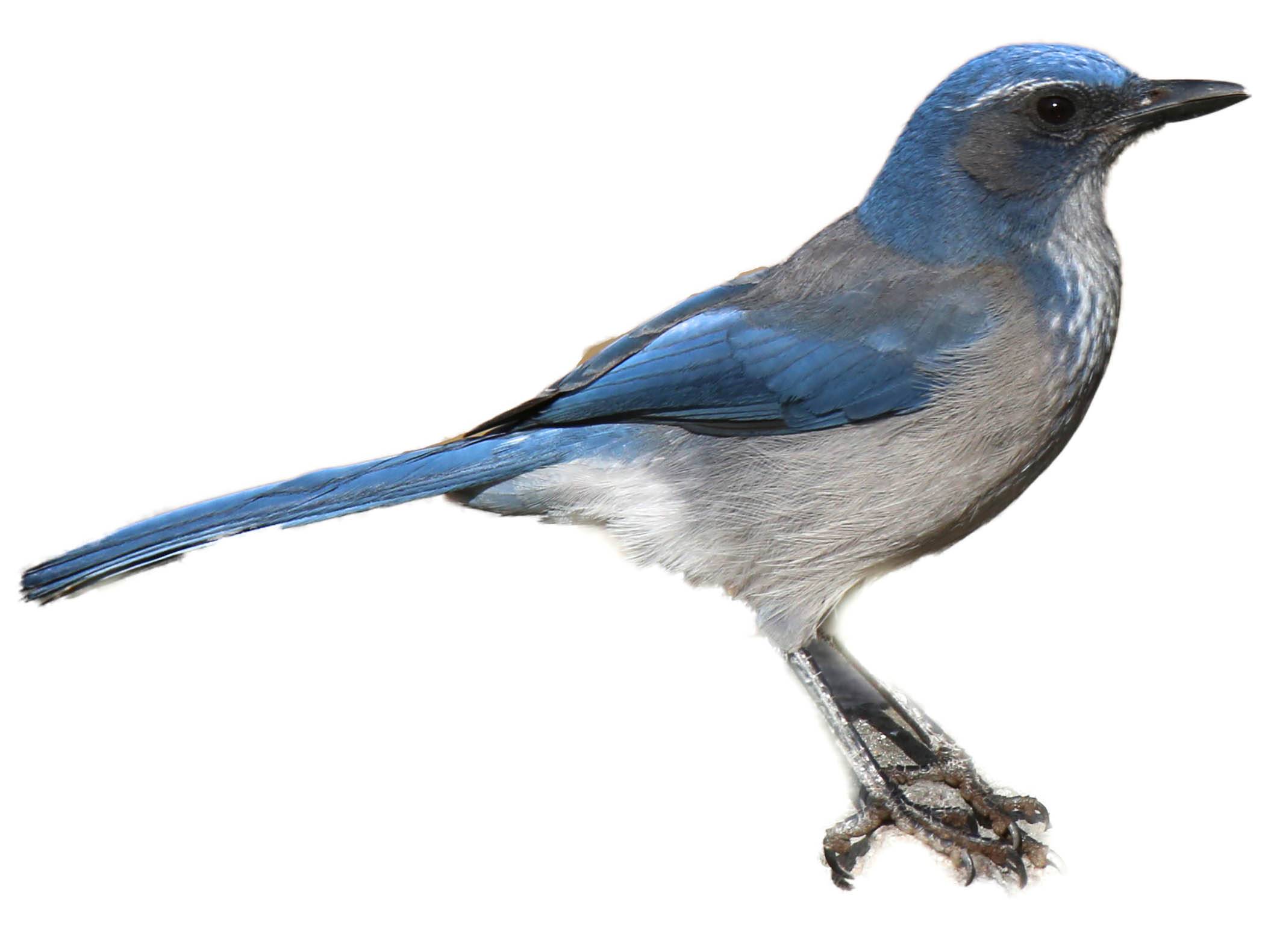 A photo of a Woodhouse's Scrub Jay (Aphelocoma woodhouseii)