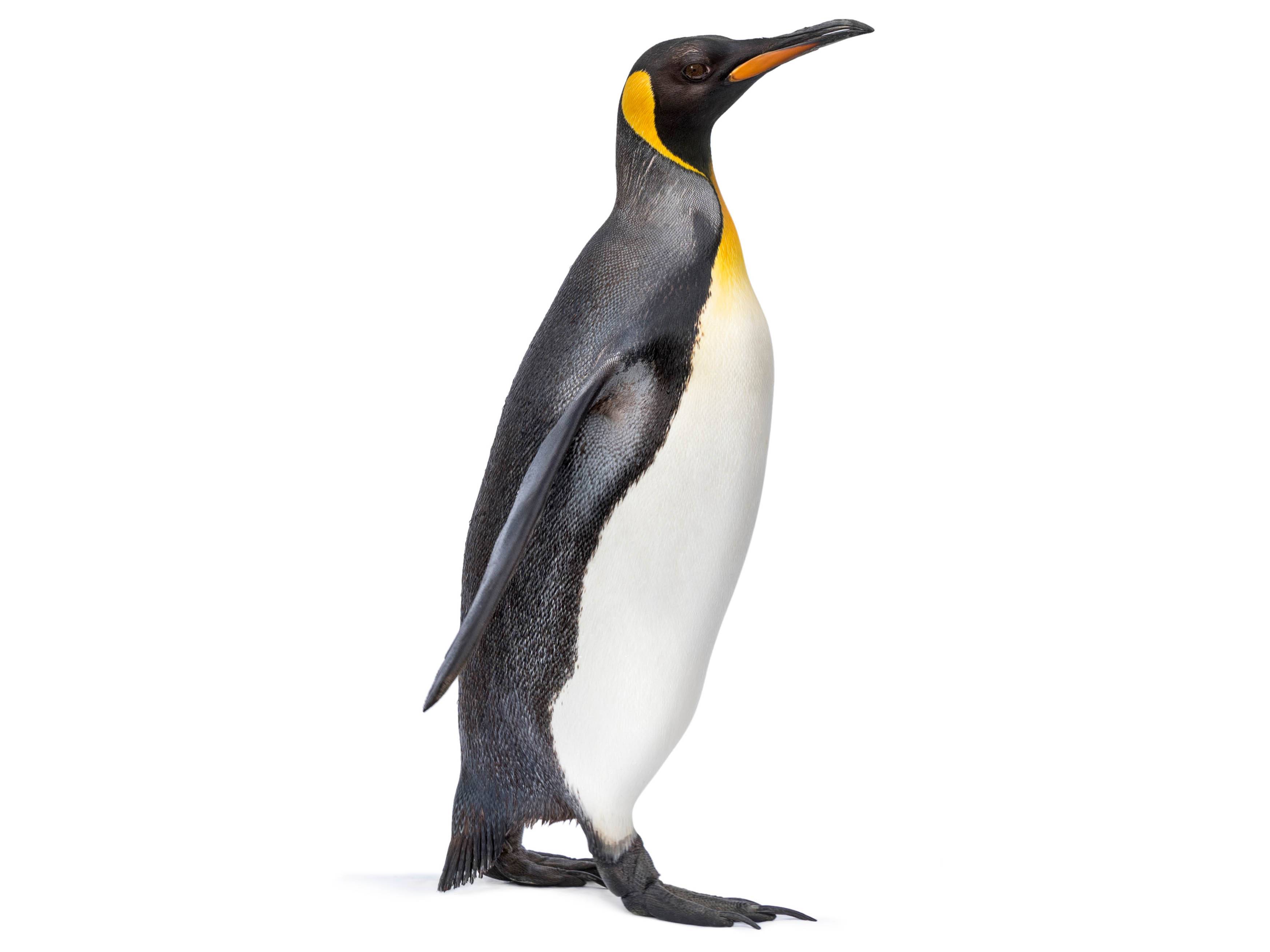 A photo of a King Penguin (Aptenodytes patagonicus)