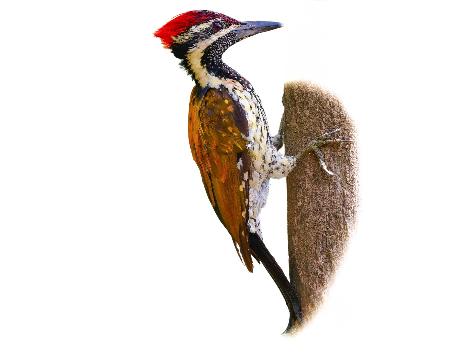 A photo of a Black-rumped Flameback (Dinopium benghalense), male