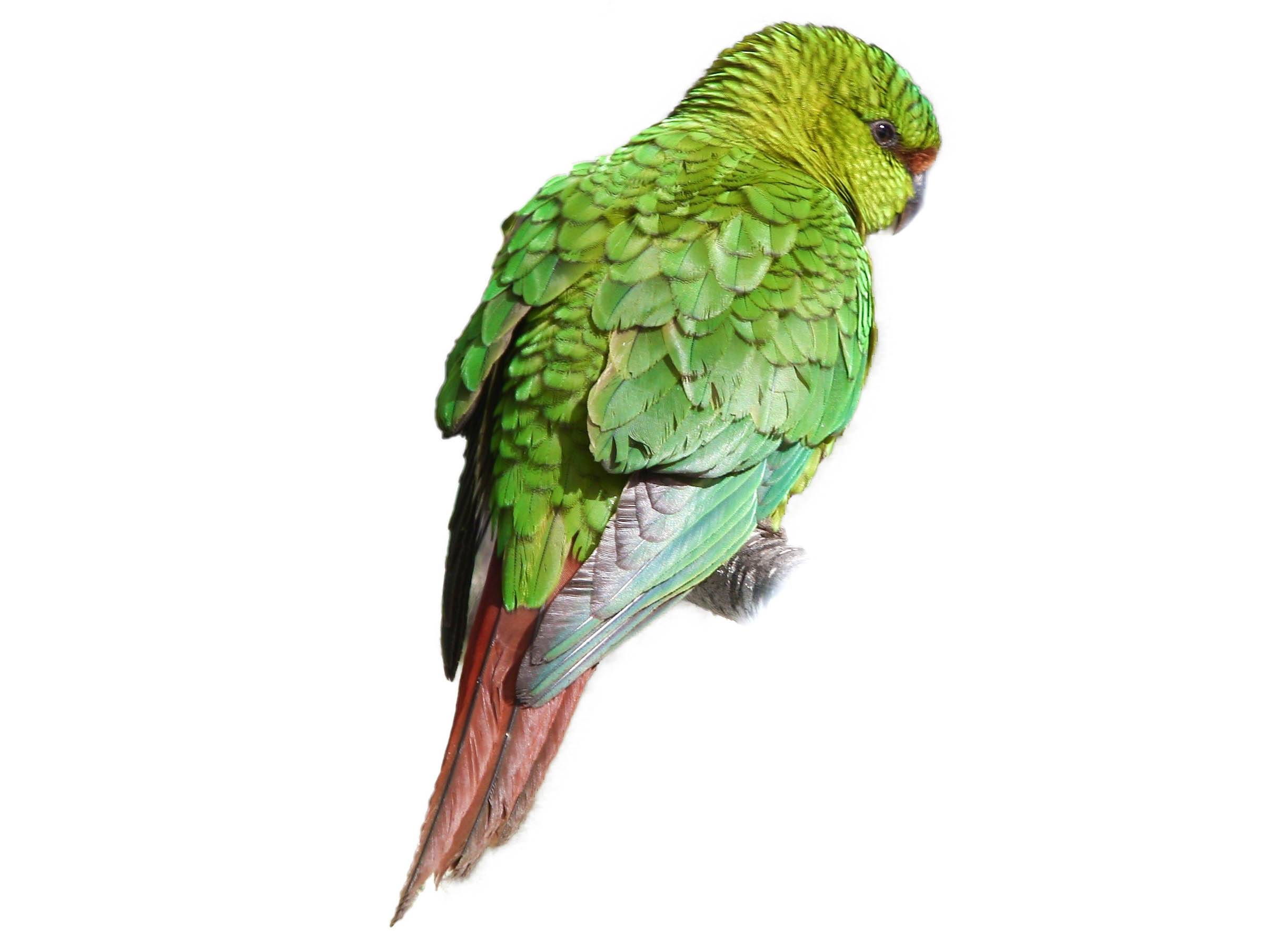 A photo of a Austral Parakeet (Enicognathus ferrugineus)