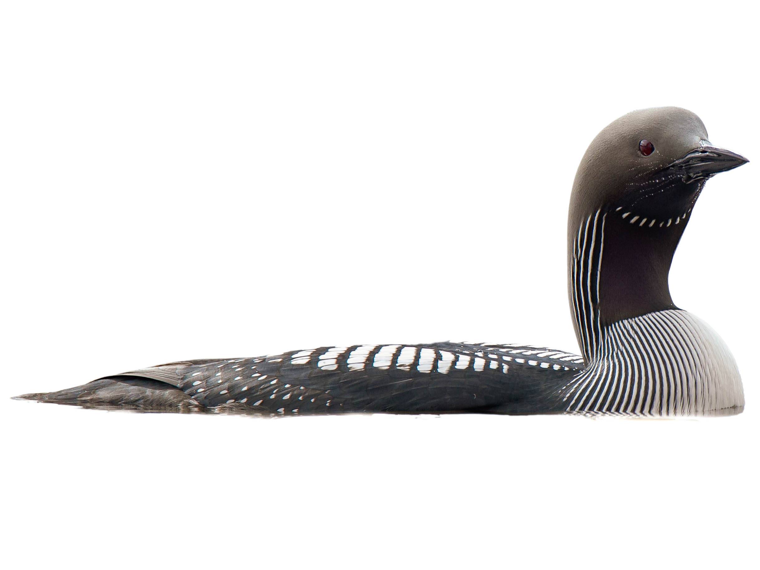 A photo of a Arctic Loon (Gavia arctica)