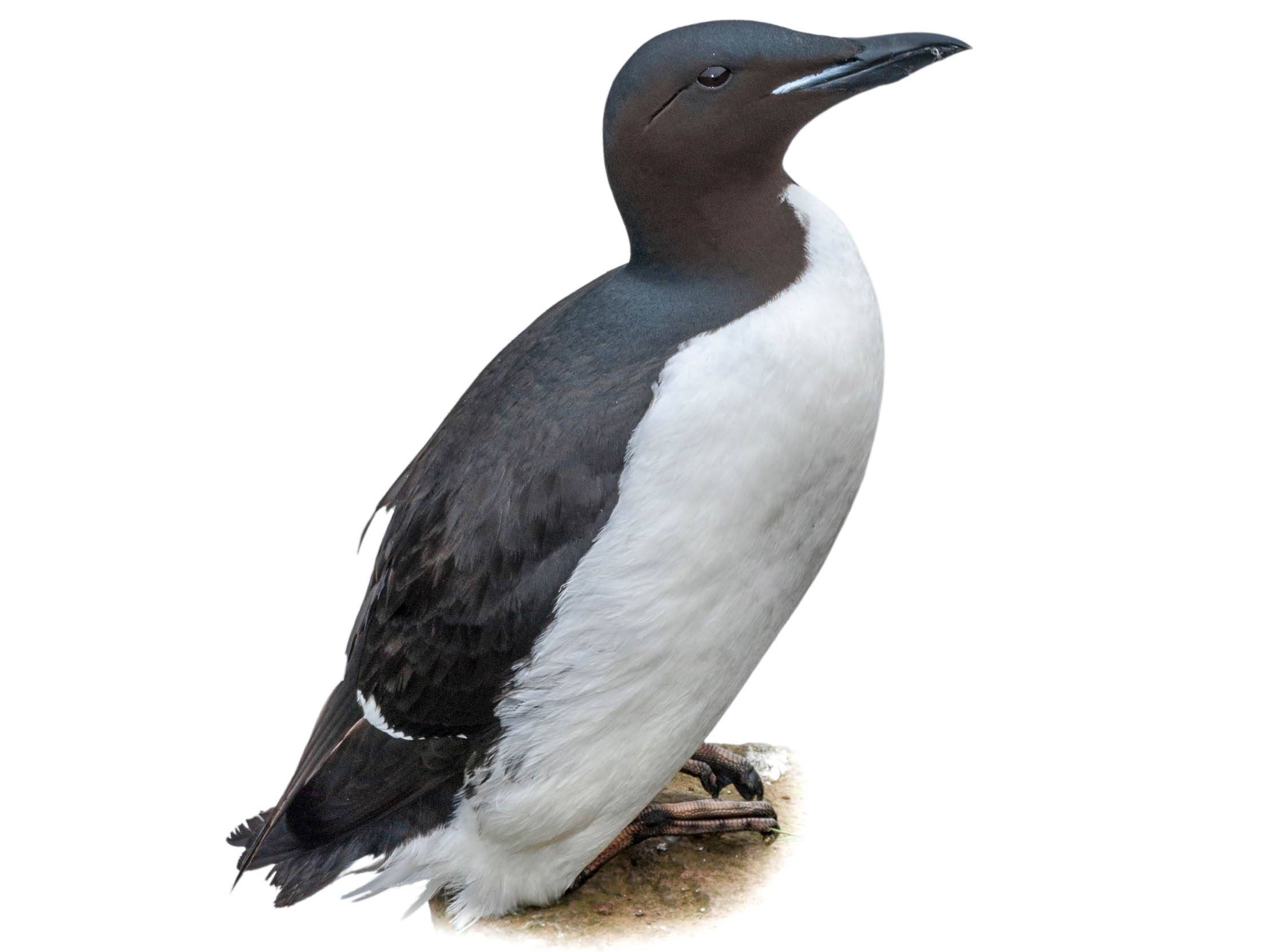 A photo of a Thick-billed Murre (Uria lomvia)