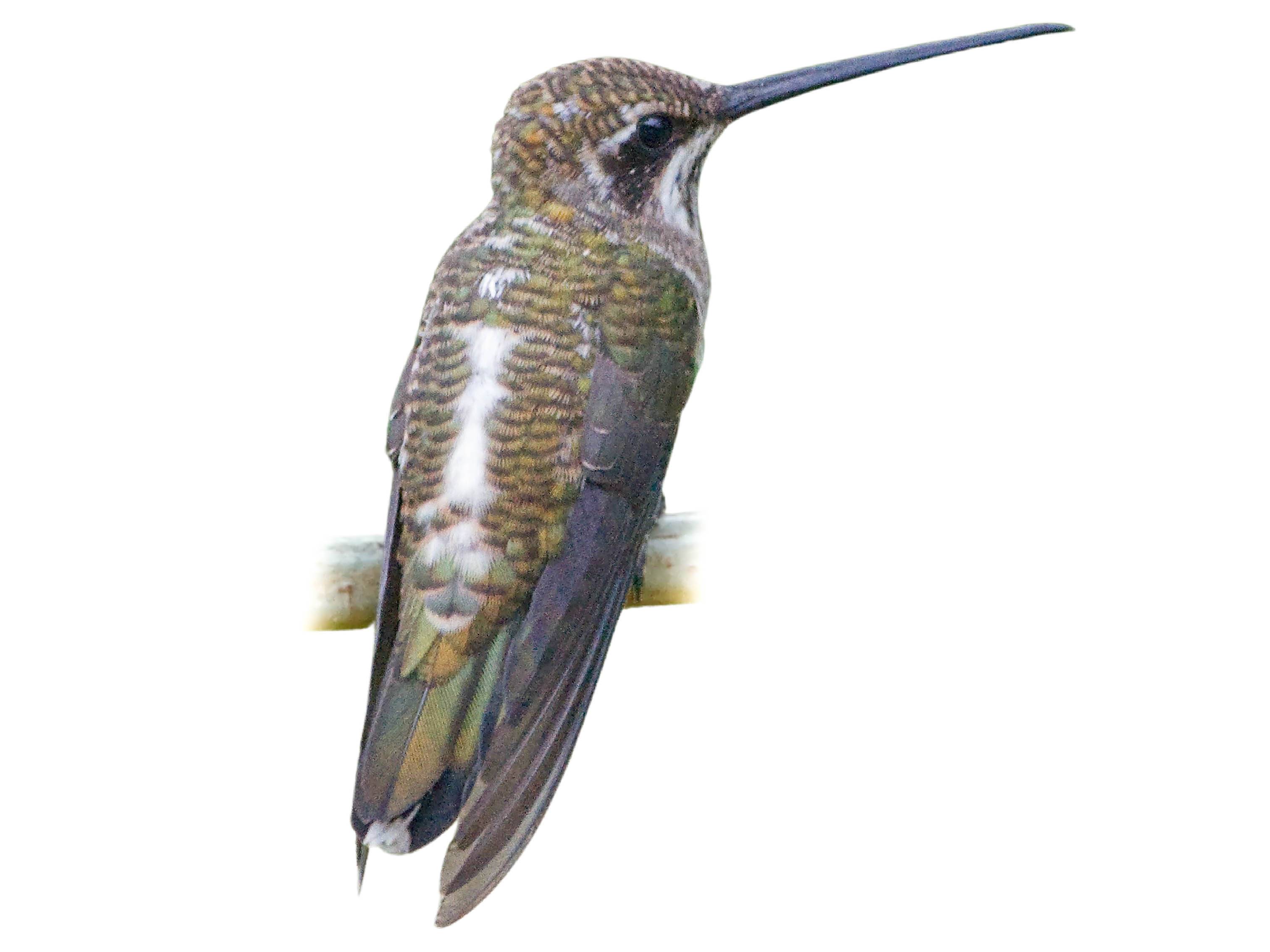 A photo of a Plain-capped Starthroat (Heliomaster constantii)