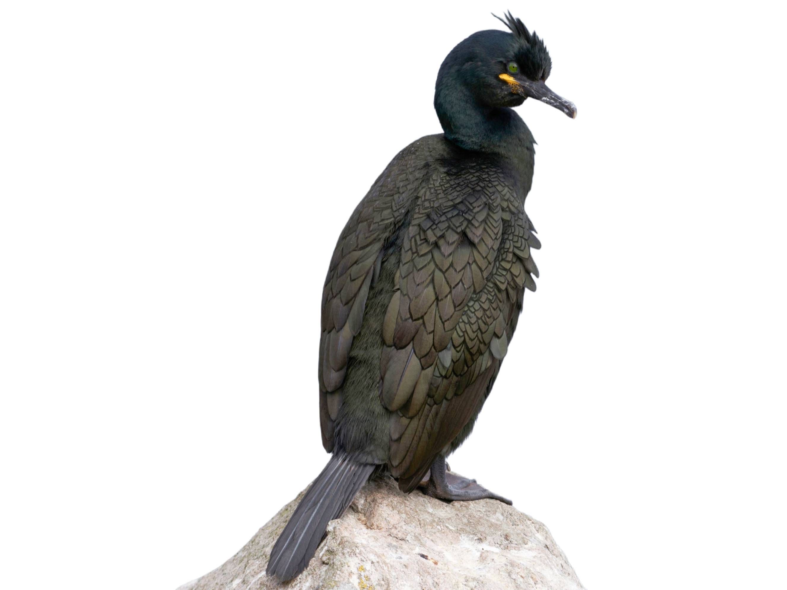 A photo of a European Shag (Gulosus aristotelis)