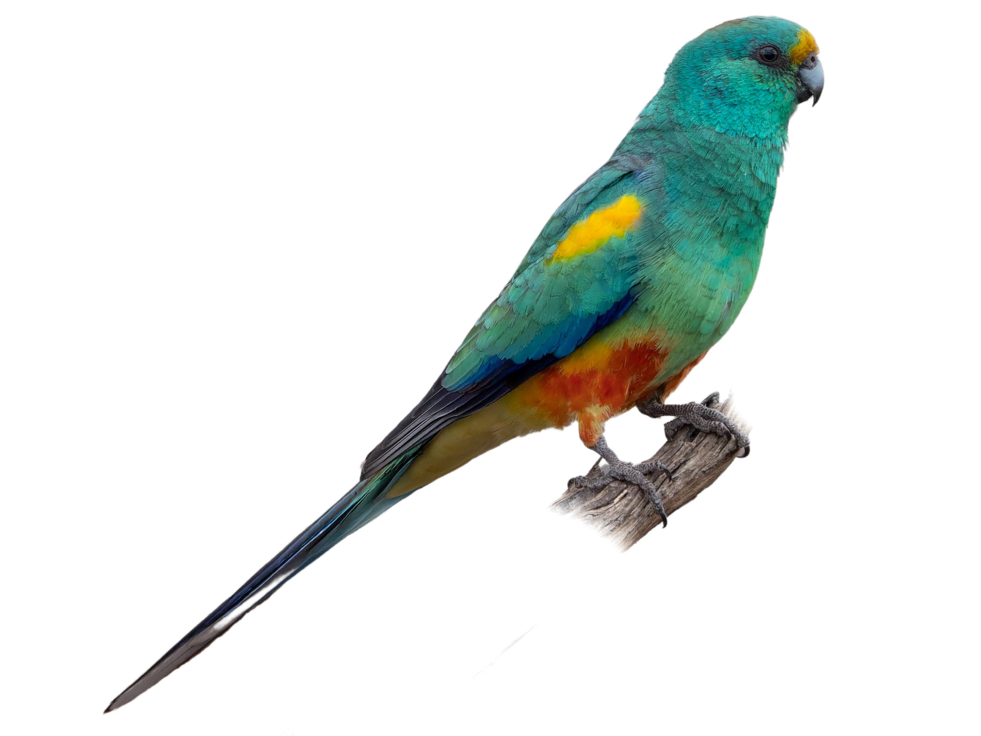 A photo of a Mulga Parrot (Psephotellus varius), male