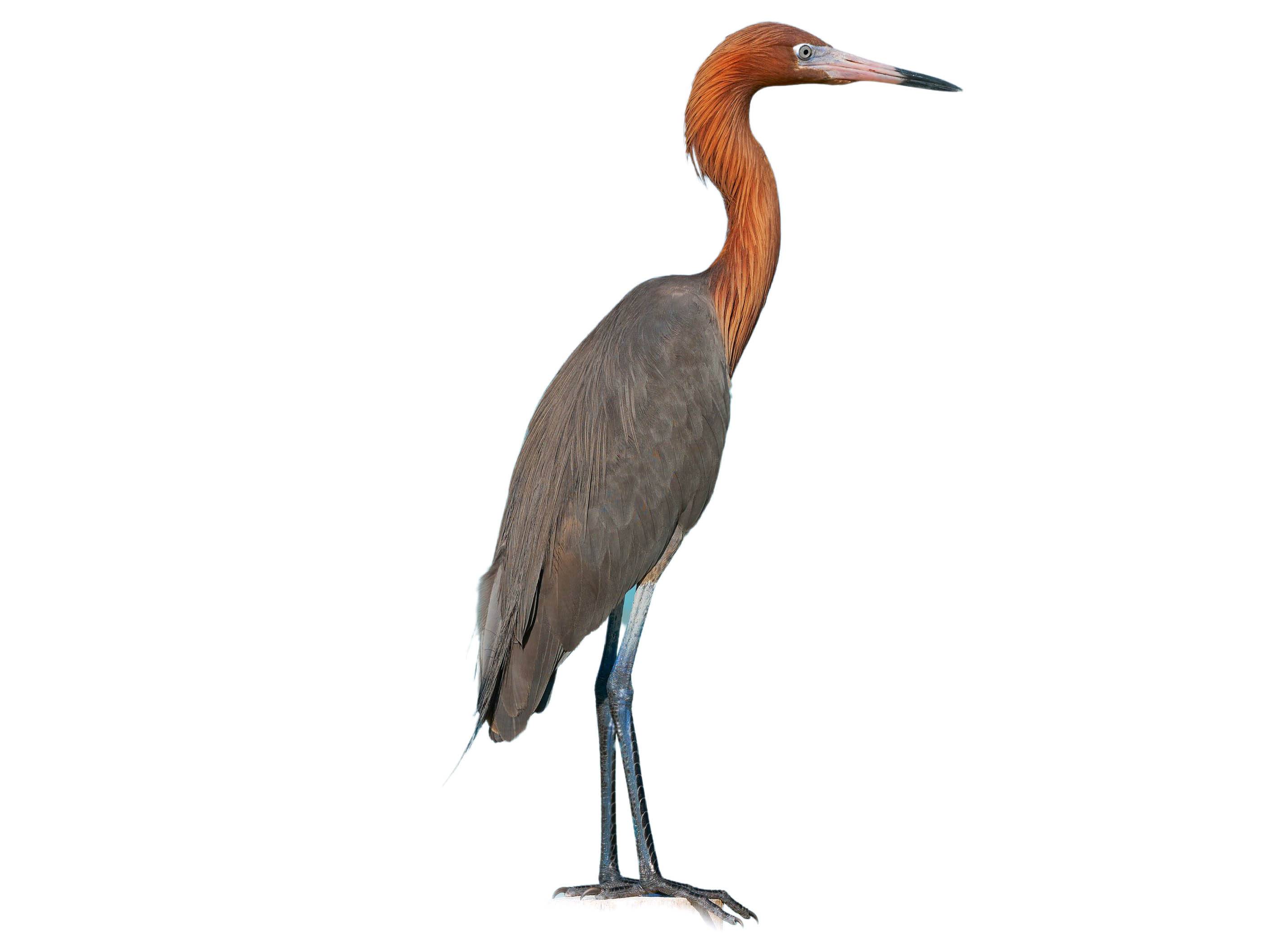 A photo of a Reddish Egret (Egretta rufescens)