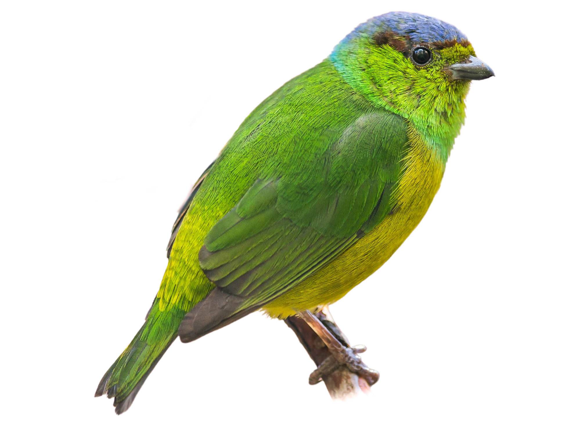 A photo of a Chestnut-breasted Chlorophonia (Chlorophonia pyrrhophrys), female