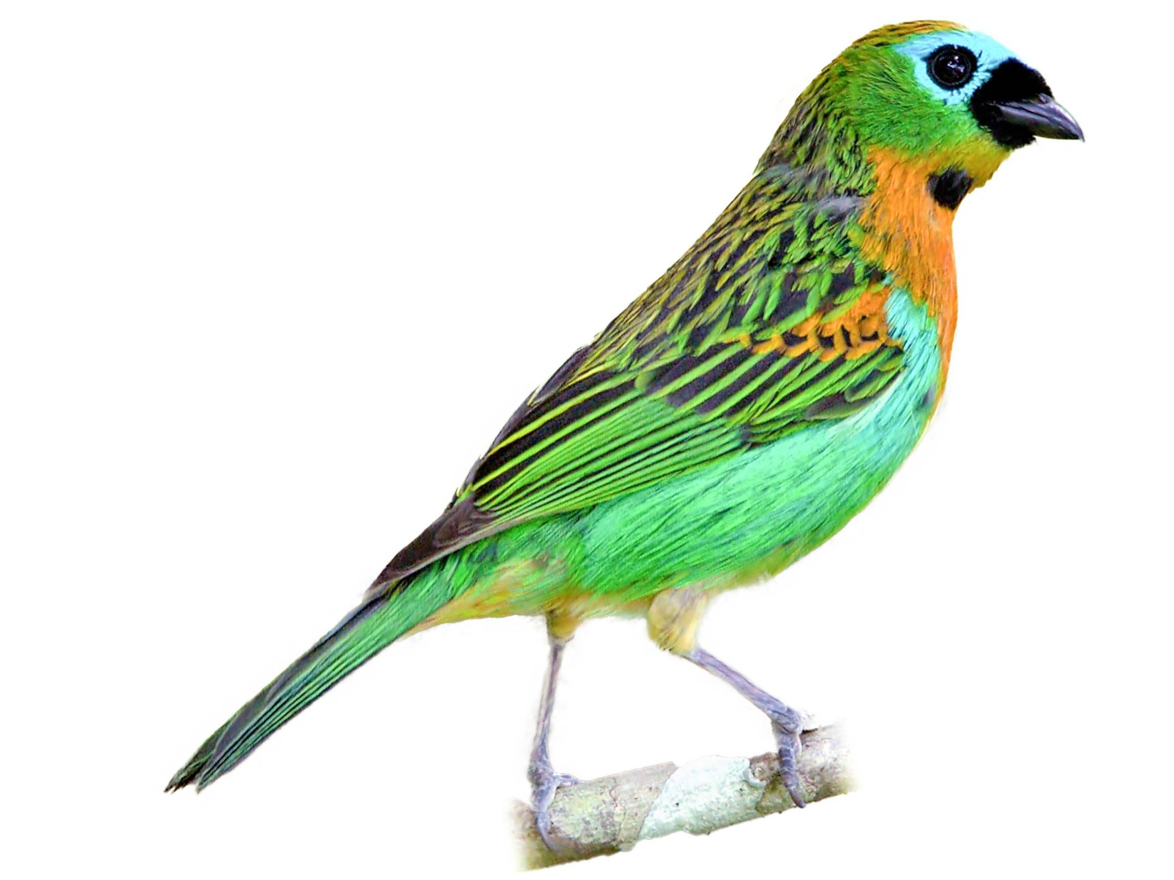 A photo of a Brassy-breasted Tanager (Tangara desmaresti)