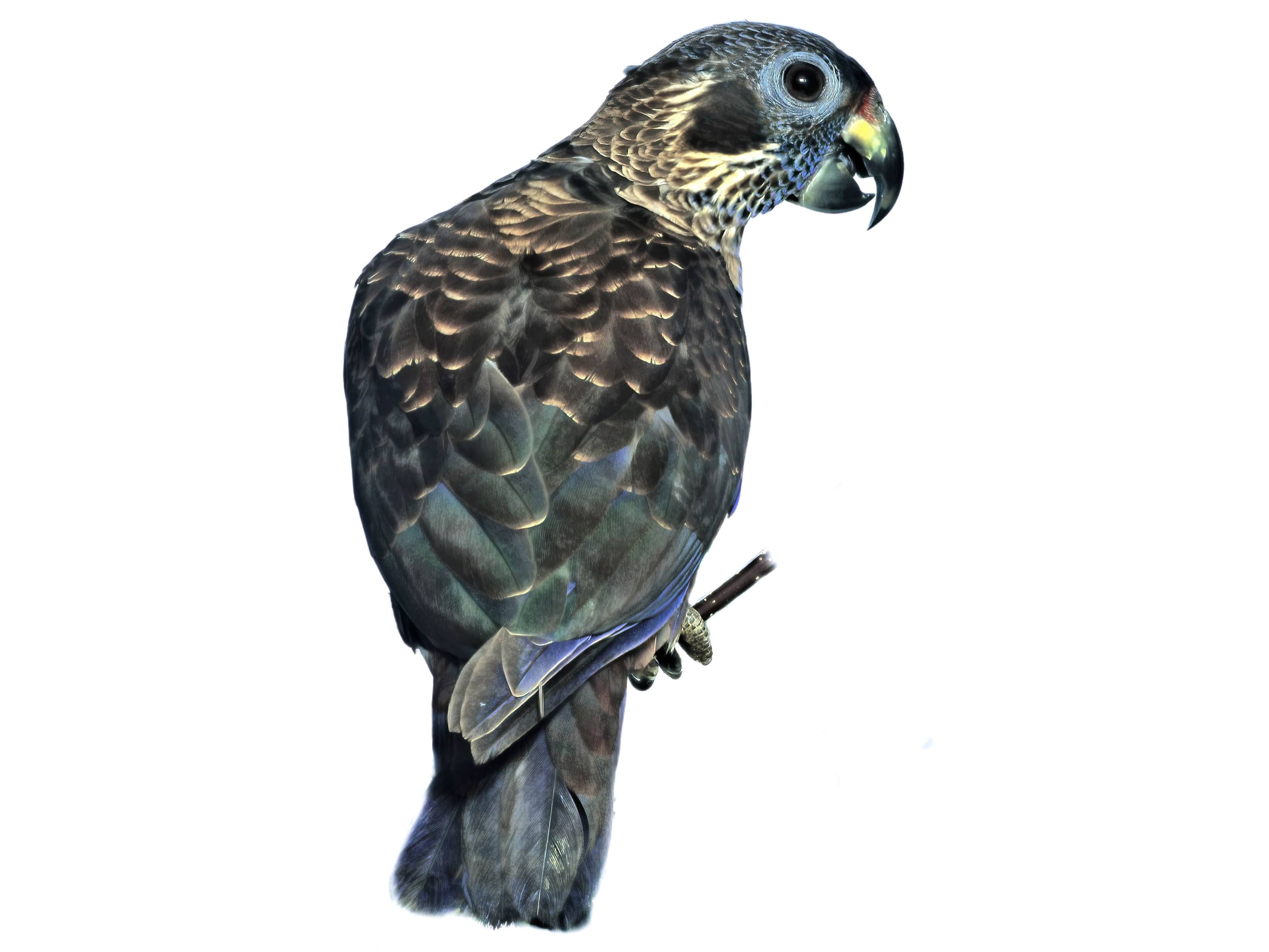 A photo of a Dusky Parrot (Pionus fuscus)