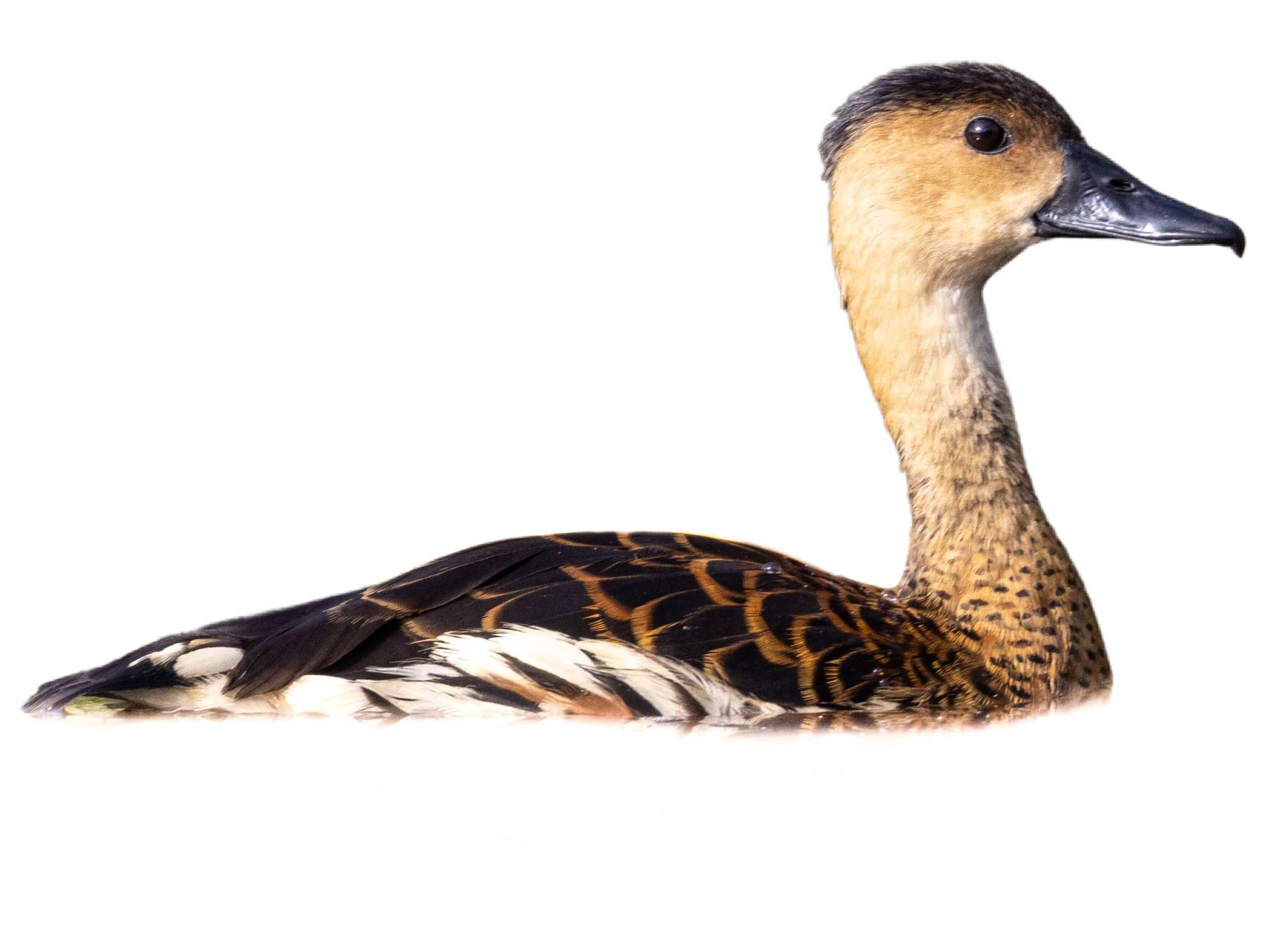 A photo of a Wandering Whistling Duck (Dendrocygna arcuata)