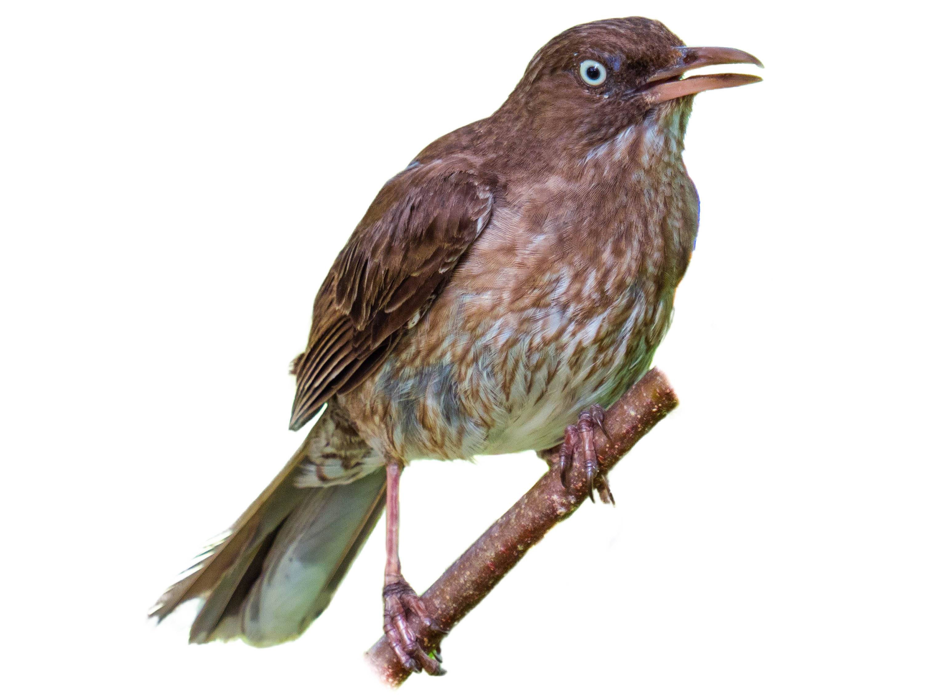 A photo of a Pearly-eyed Thrasher (Margarops fuscatus)