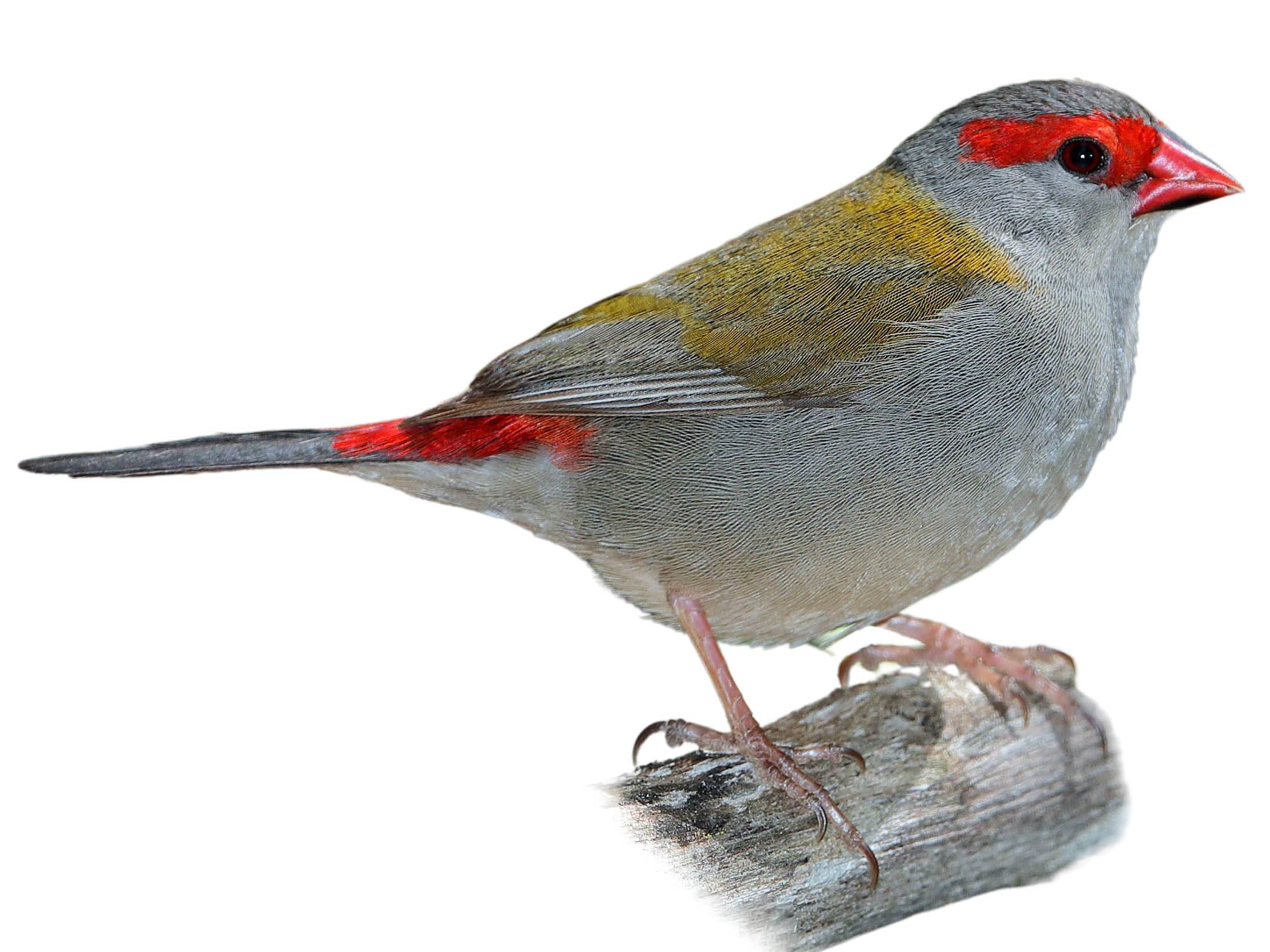 A photo of a Red-browed Finch (Neochmia temporalis)