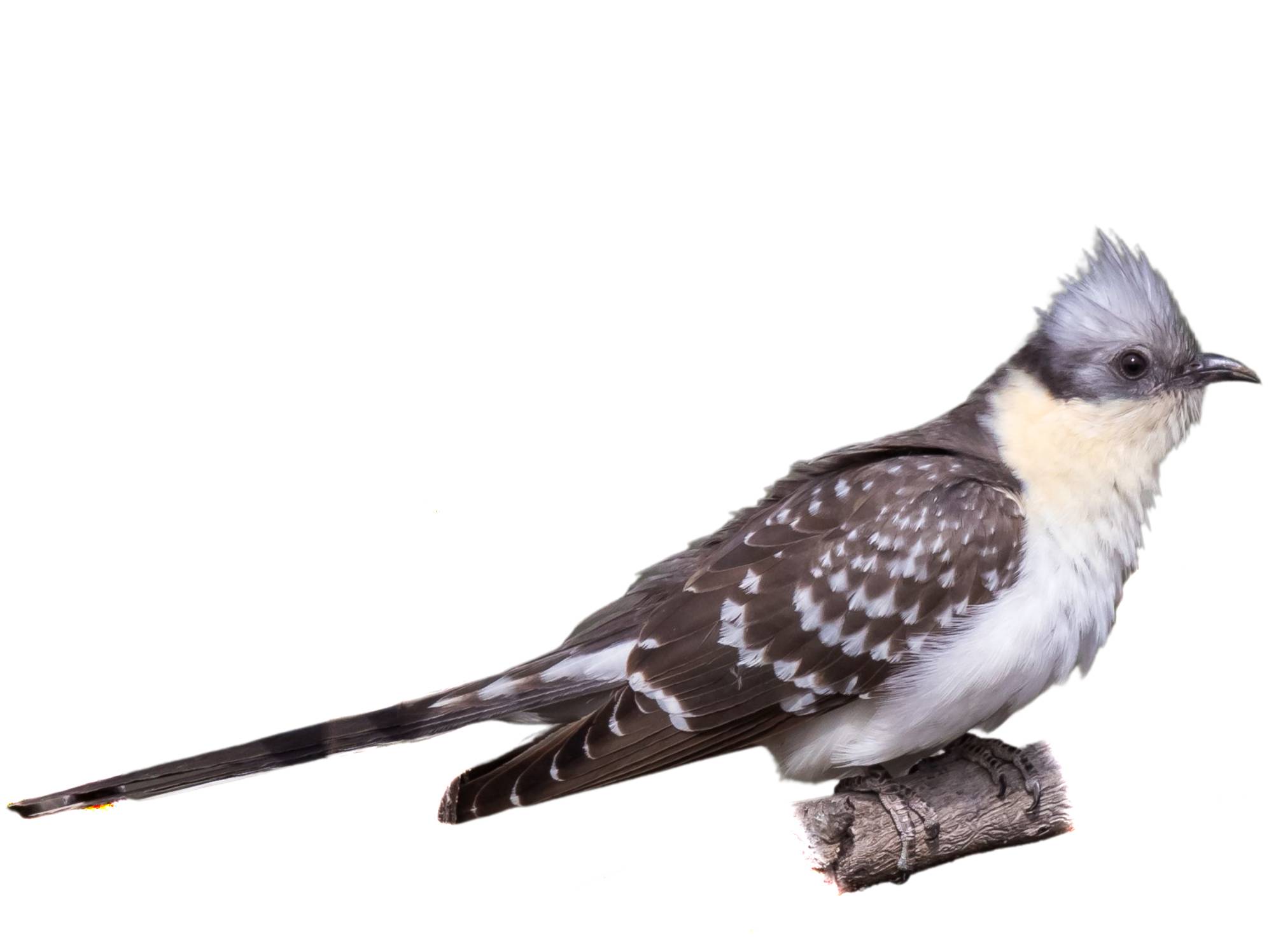 A photo of a Great Spotted Cuckoo (Clamator glandarius)