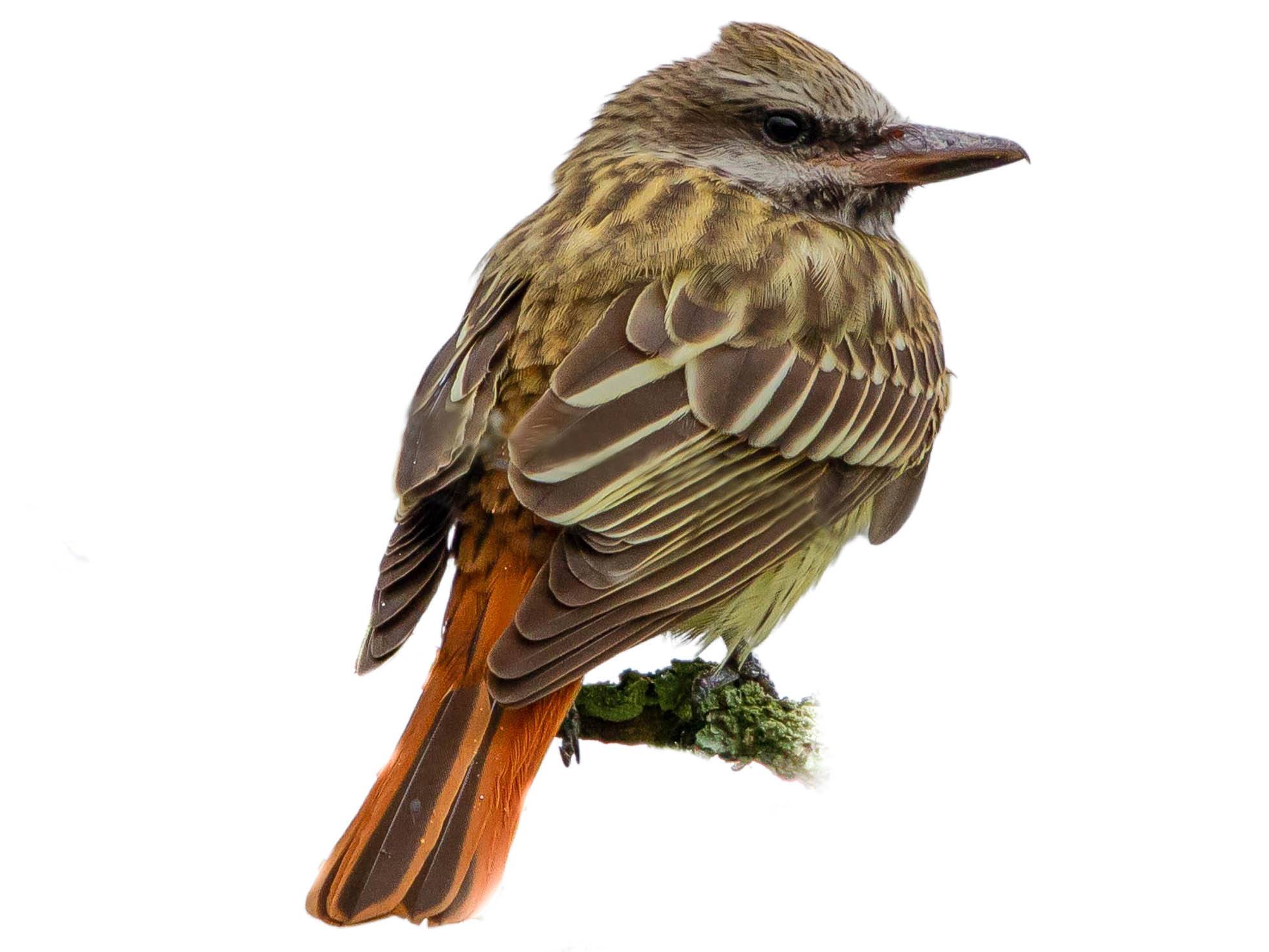 A photo of a Sulphur-bellied Flycatcher (Myiodynastes luteiventris)