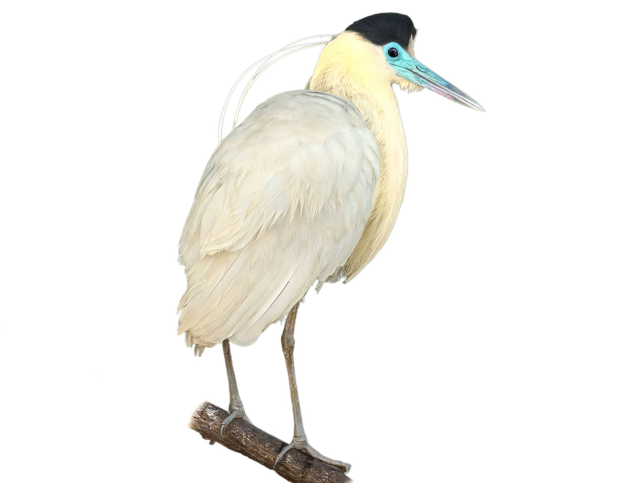 A photo of a Capped Heron (Pilherodius pileatus)