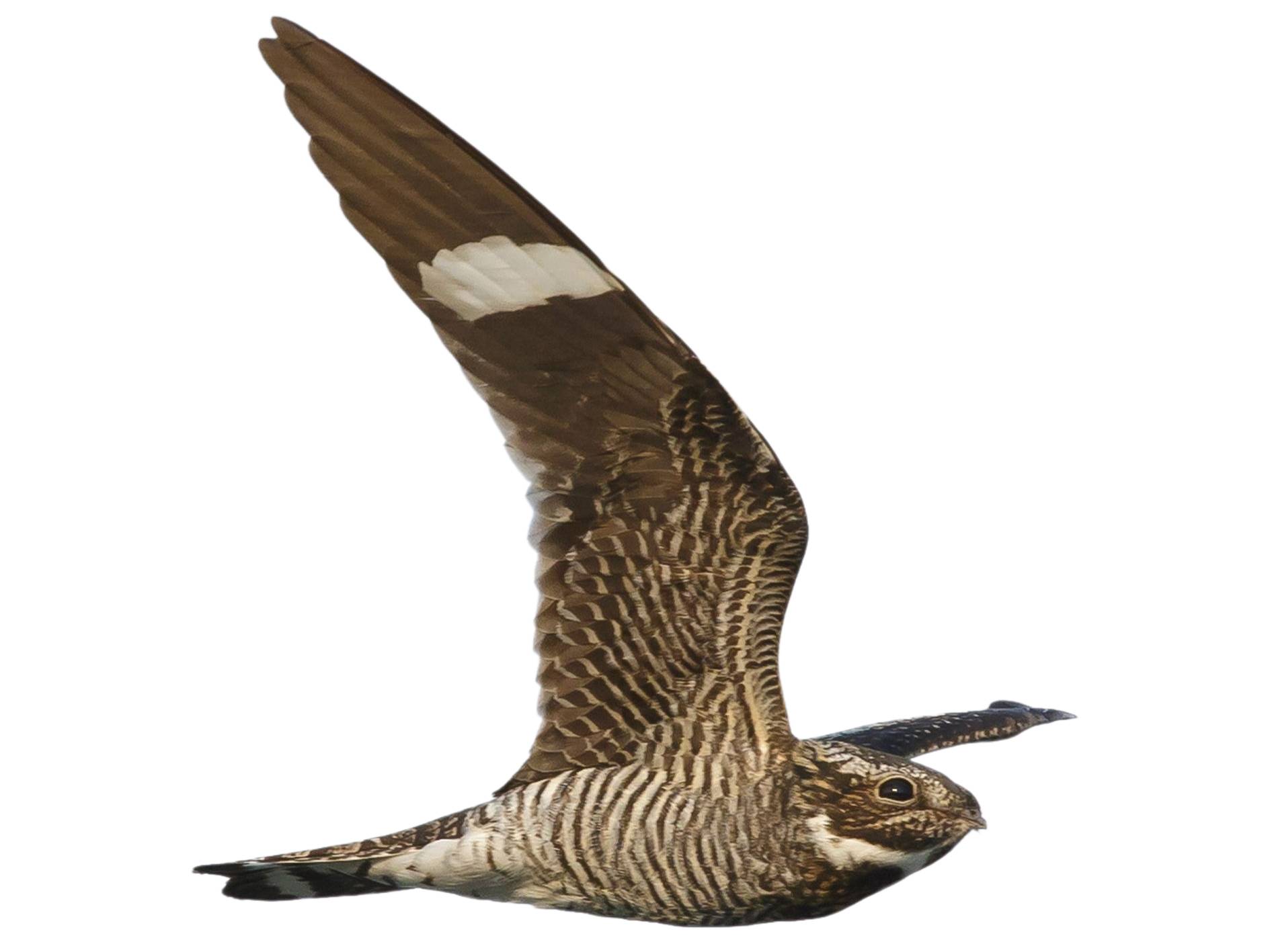 A photo of a Common Nighthawk (Chordeiles minor)