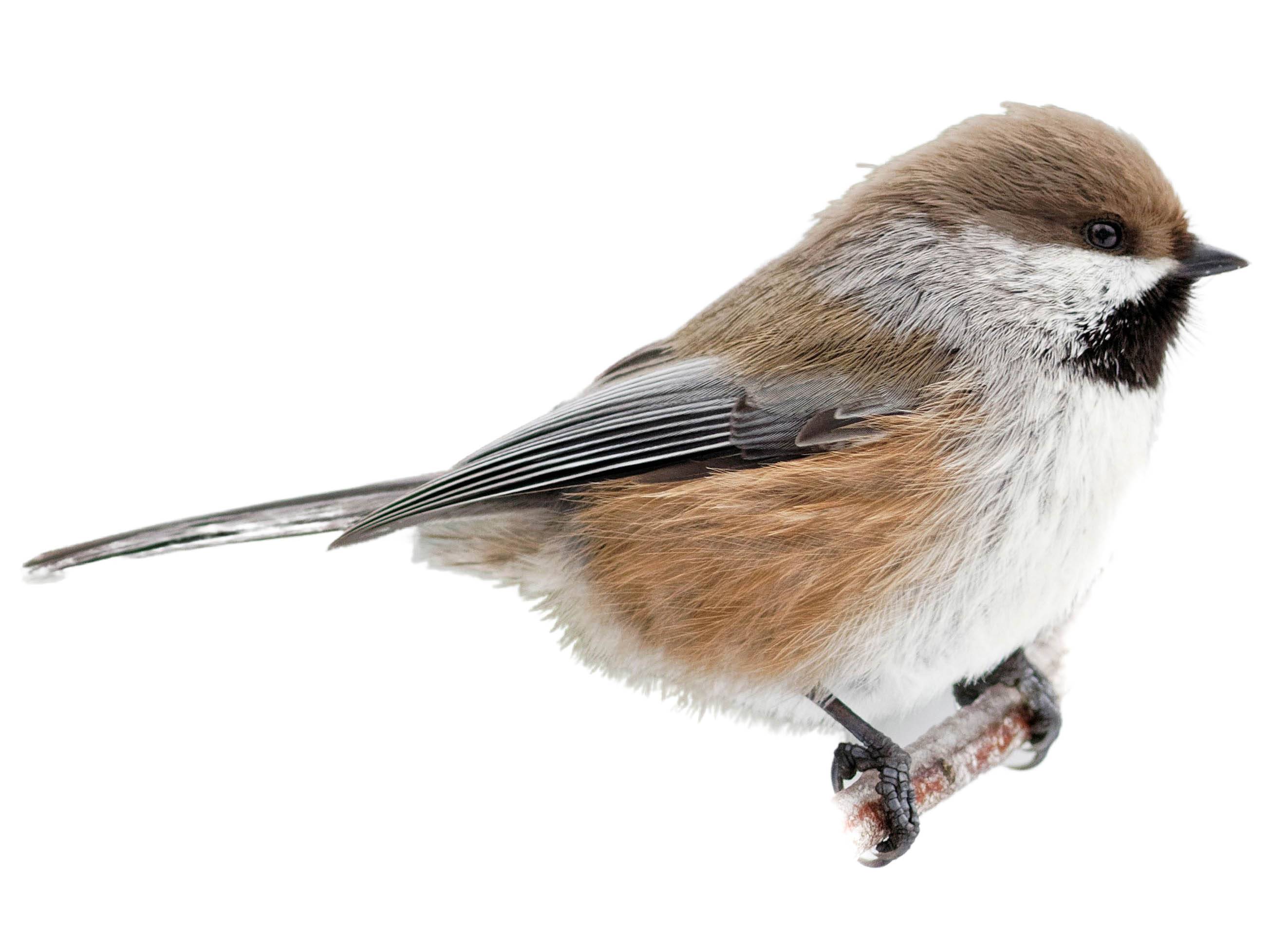 A photo of a Boreal Chickadee (Poecile hudsonicus)