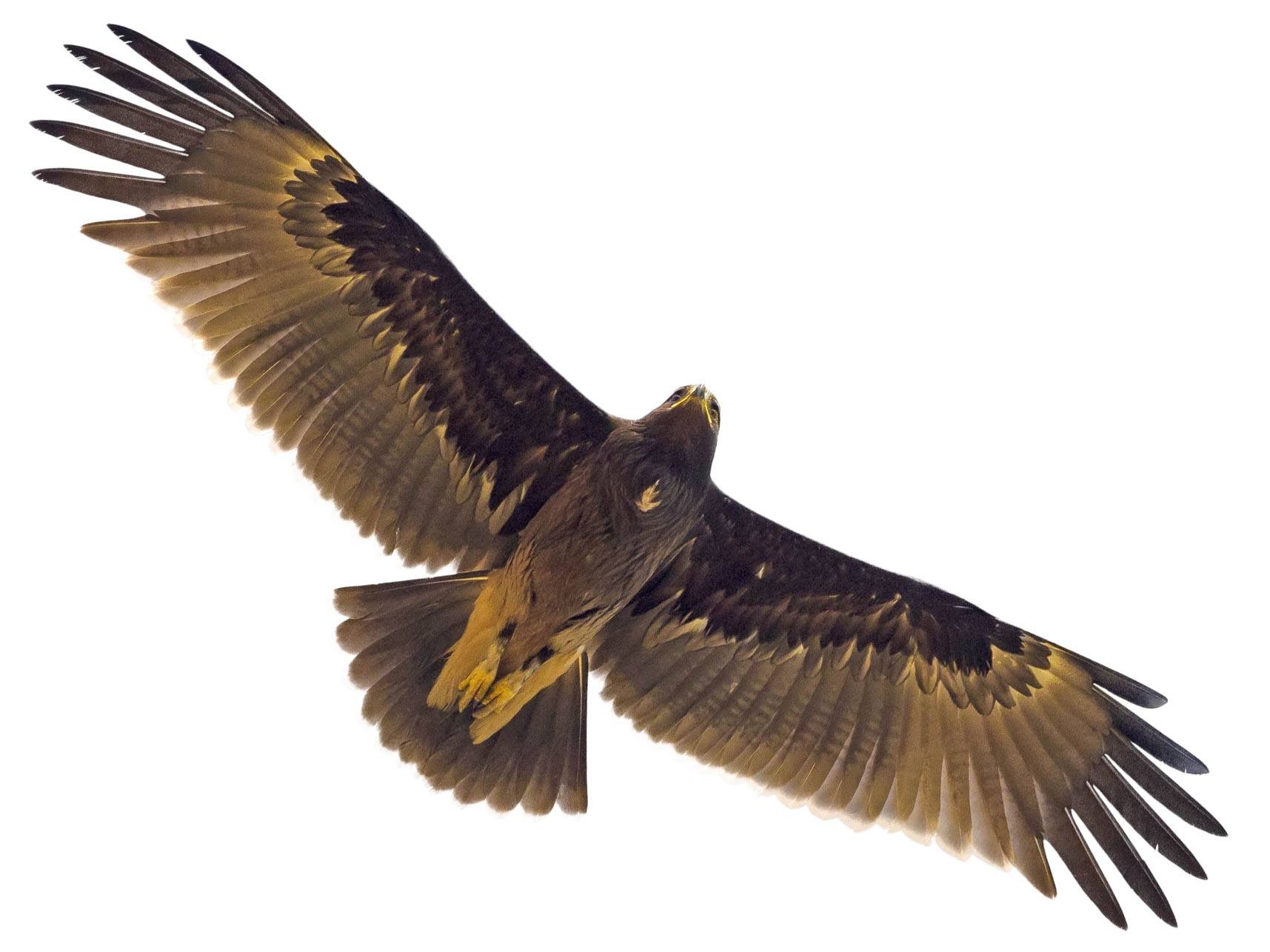 A photo of a Greater Spotted Eagle (Clanga clanga)