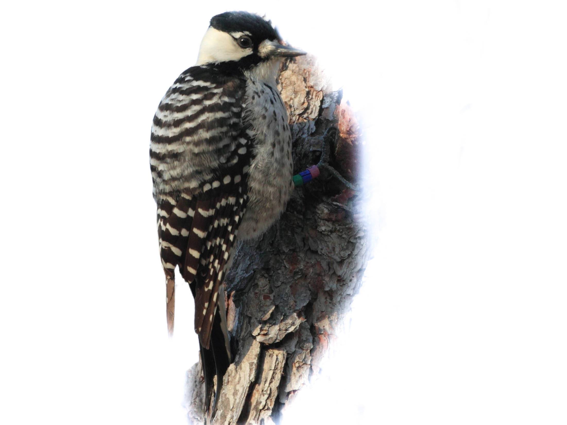 A photo of a Red-cockaded Woodpecker (Leuconotopicus borealis), female