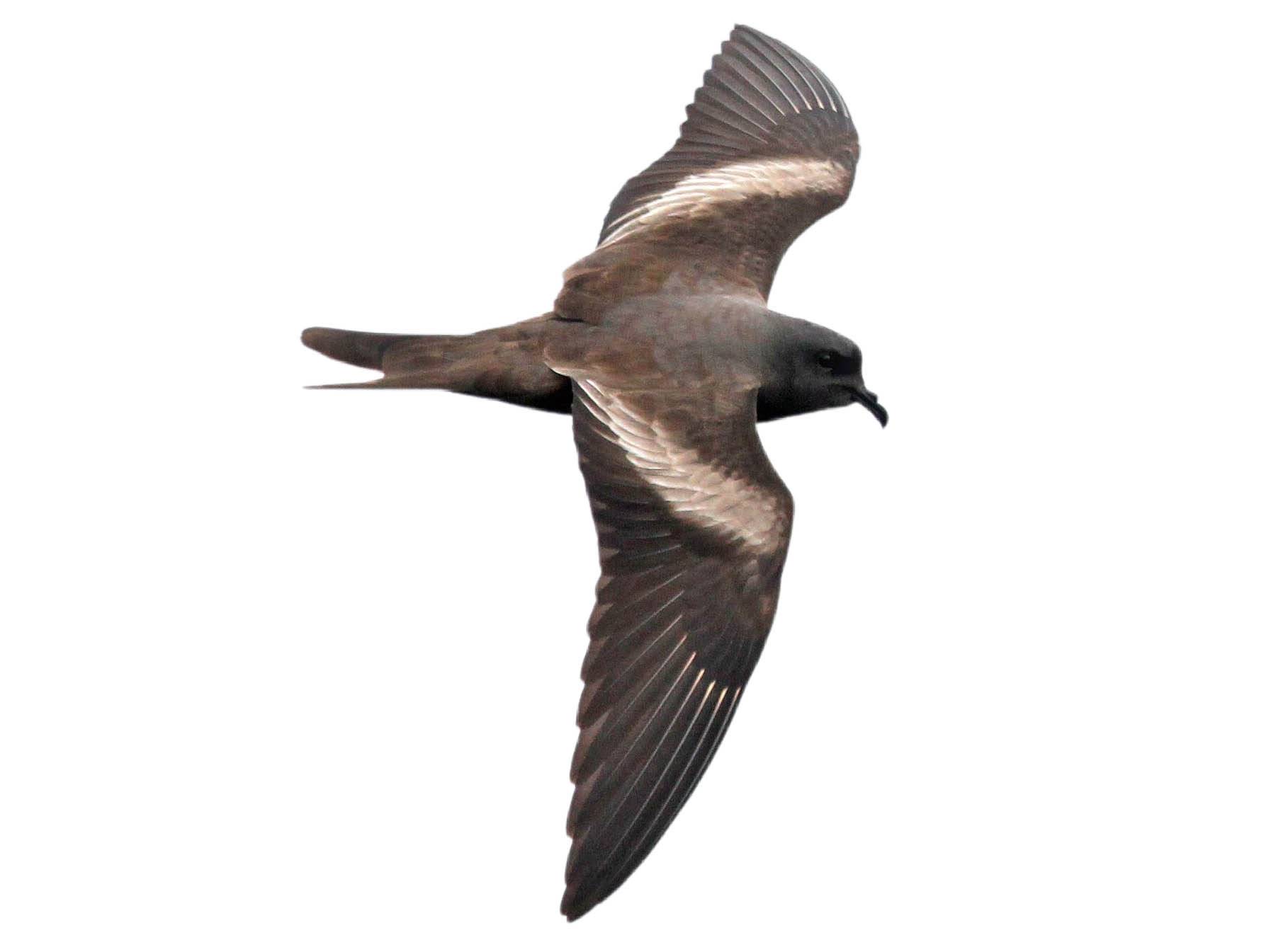 A photo of a Markham's Storm Petrel (Hydrobates markhami)