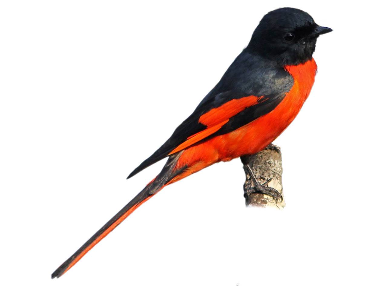 A photo of a Long-tailed Minivet (Pericrocotus ethologus), male