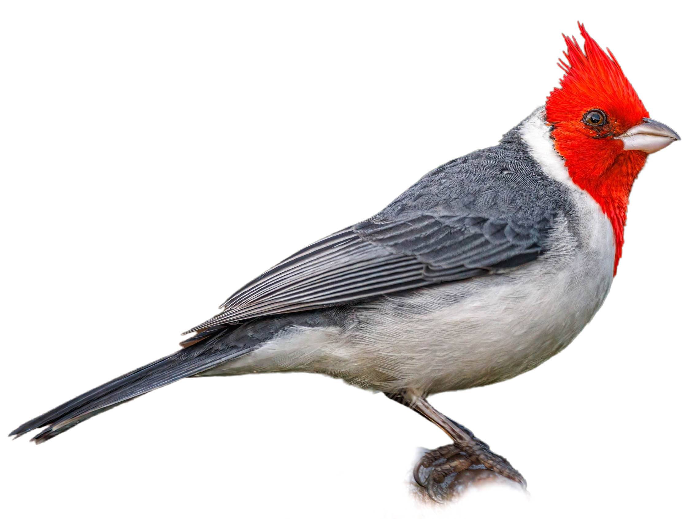 A photo of a Red-crested Cardinal (Paroaria coronata)