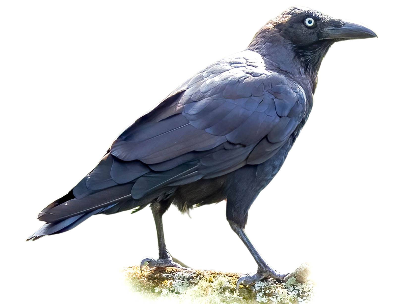 A photo of a Forest Raven (Corvus tasmanicus)