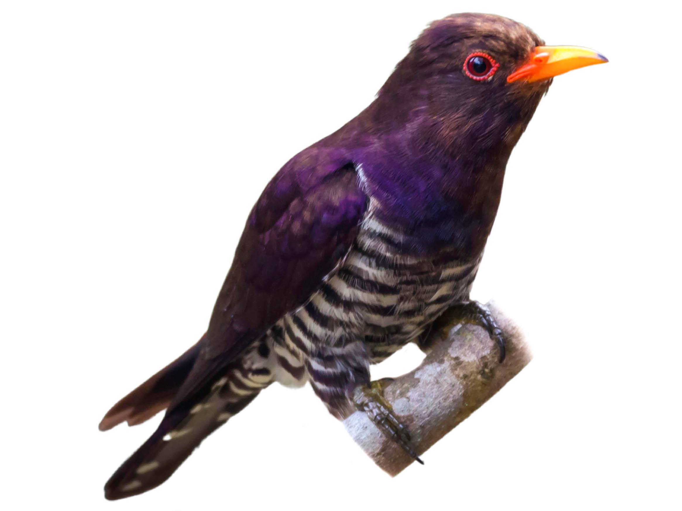 A photo of a Violet Cuckoo (Chrysococcyx xanthorhynchus), male