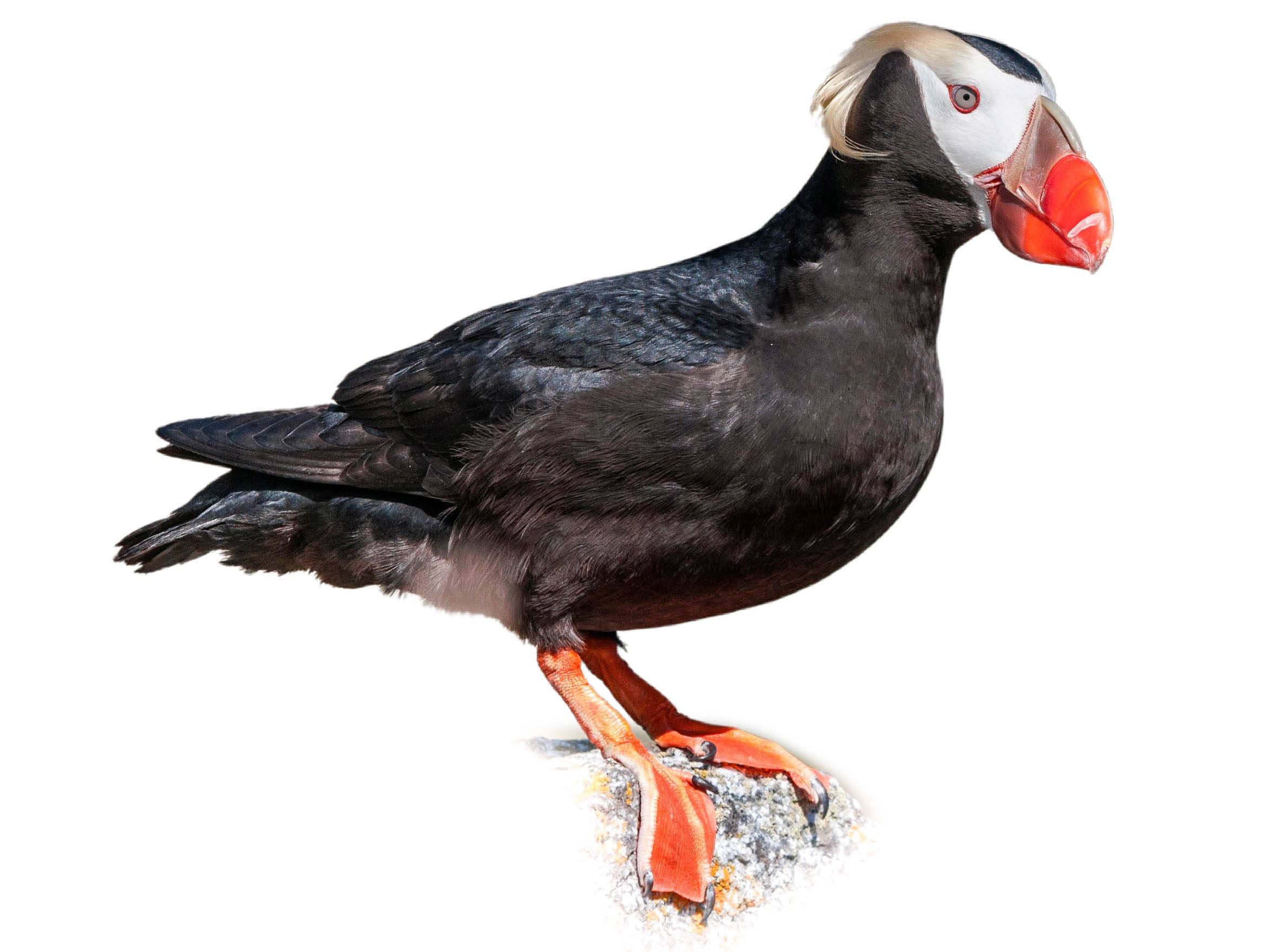 A photo of a Tufted Puffin (Fratercula cirrhata)