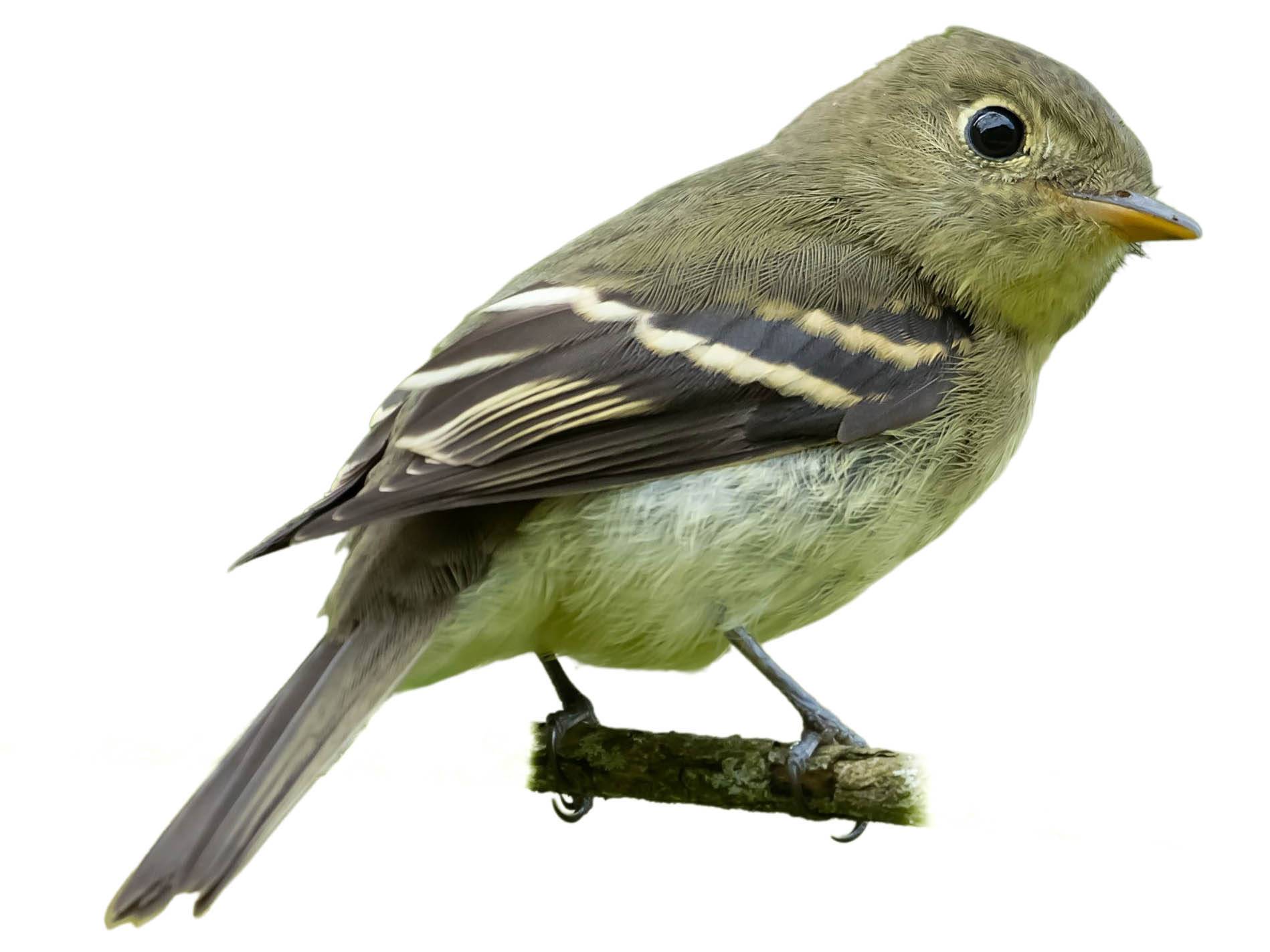 A photo of a Yellow-bellied Flycatcher (Empidonax flaviventris)