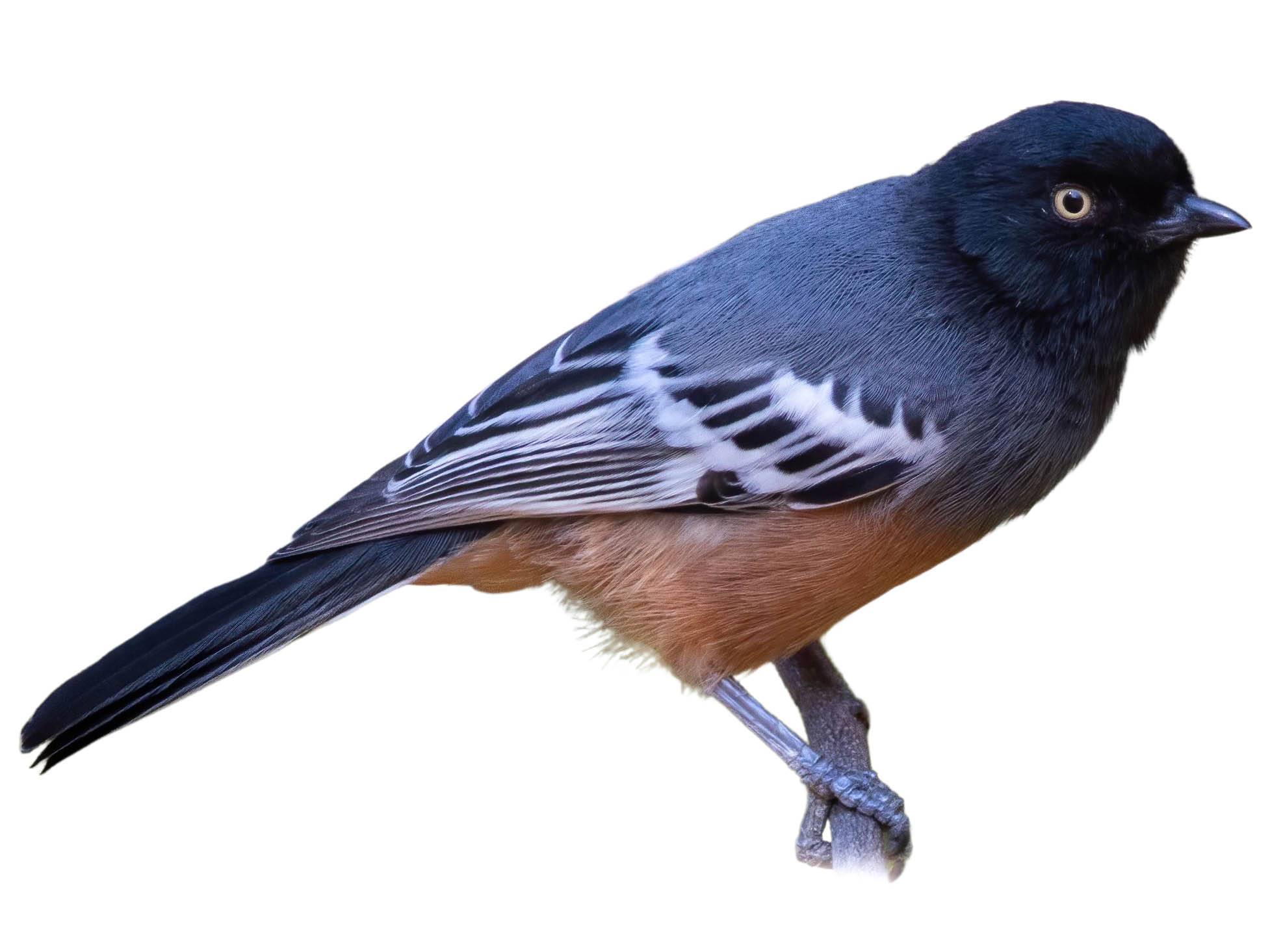 A photo of a Rufous-bellied Tit (Melaniparus rufiventris)