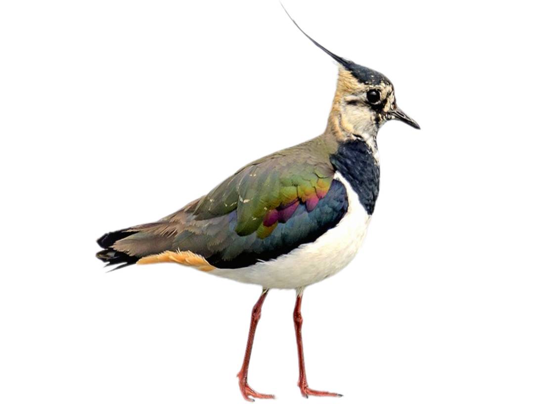 A photo of a Northern Lapwing (Vanellus vanellus)