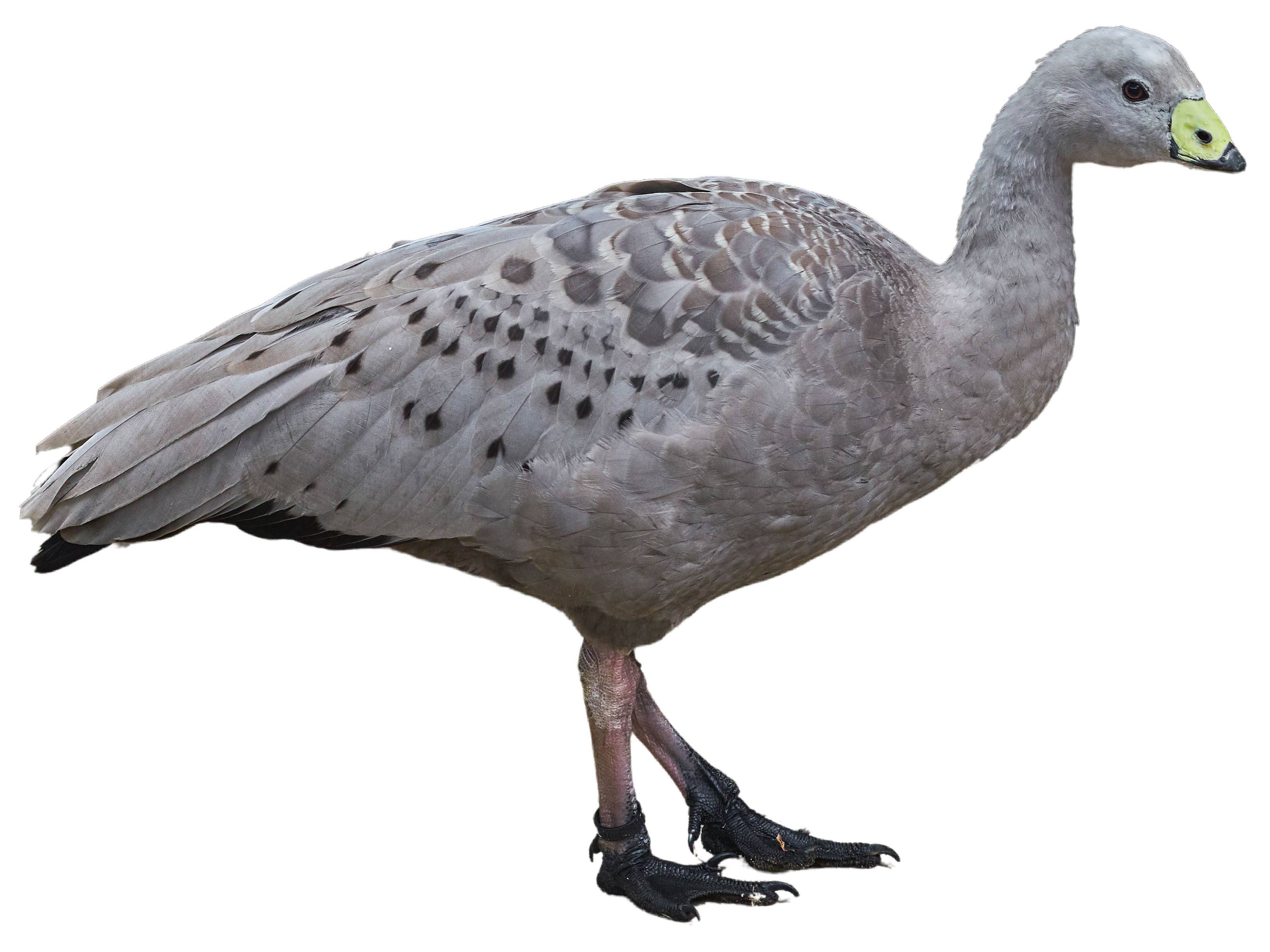 A photo of a Cape Barren Goose (Cereopsis novaehollandiae)