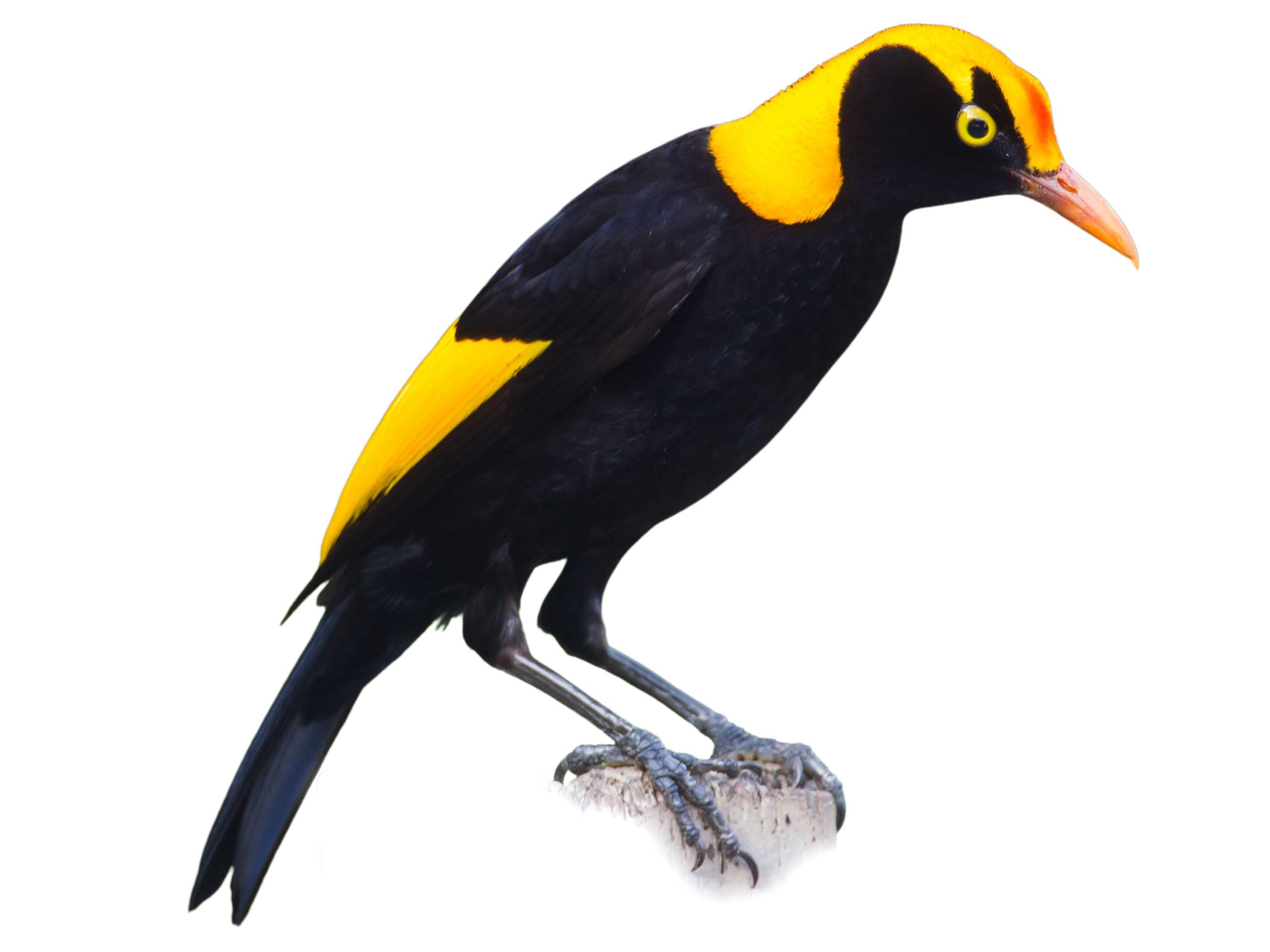 A photo of a Regent Bowerbird (Sericulus chrysocephalus), male