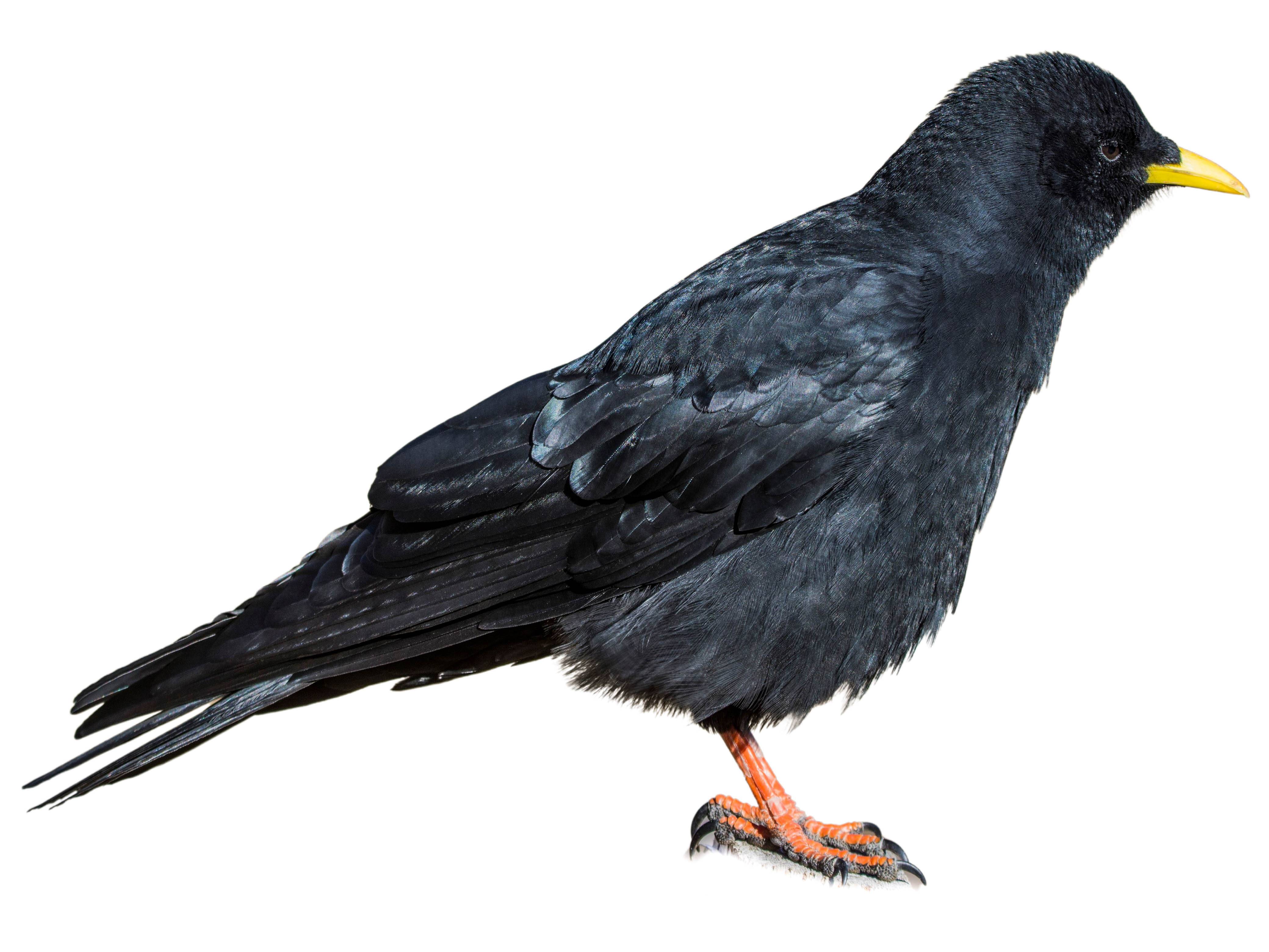 A photo of a Alpine Chough (Pyrrhocorax graculus)