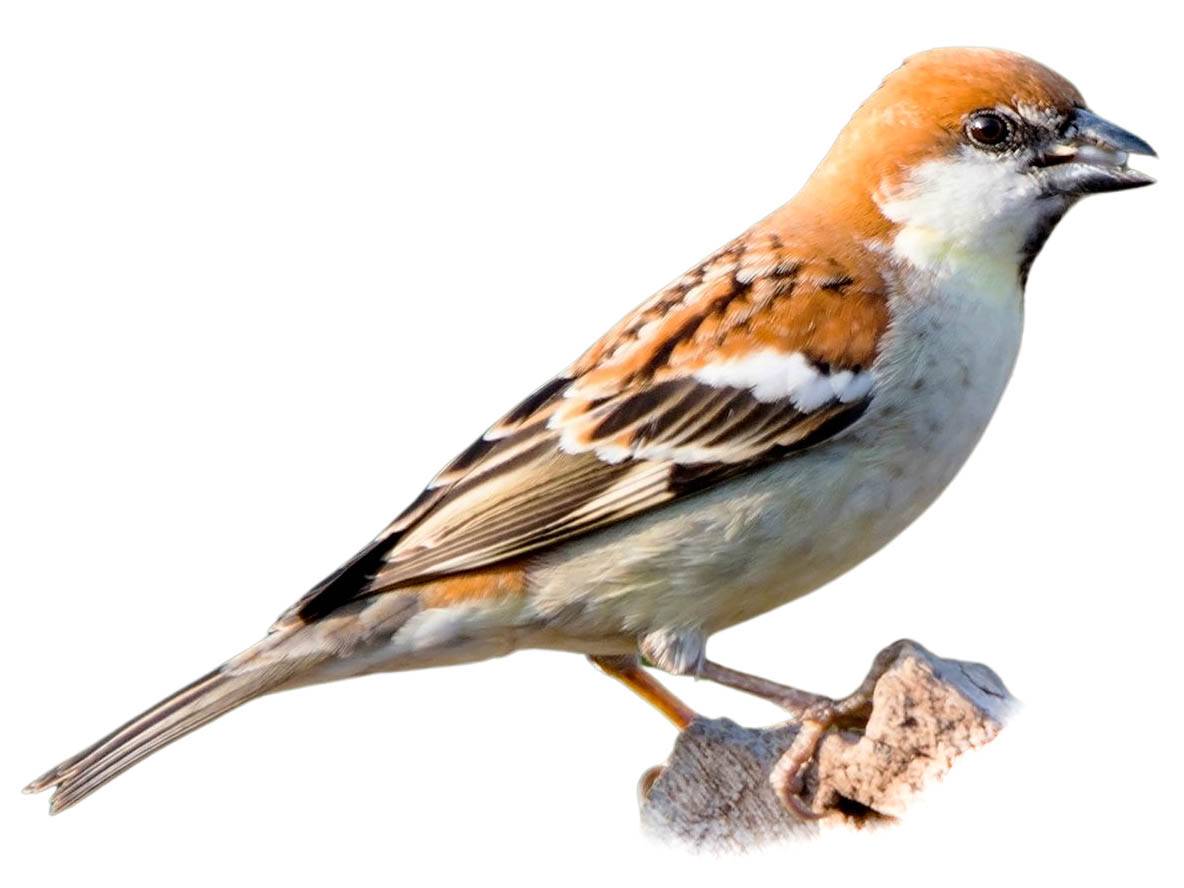 A photo of a Russet Sparrow (Passer cinnamomeus), male