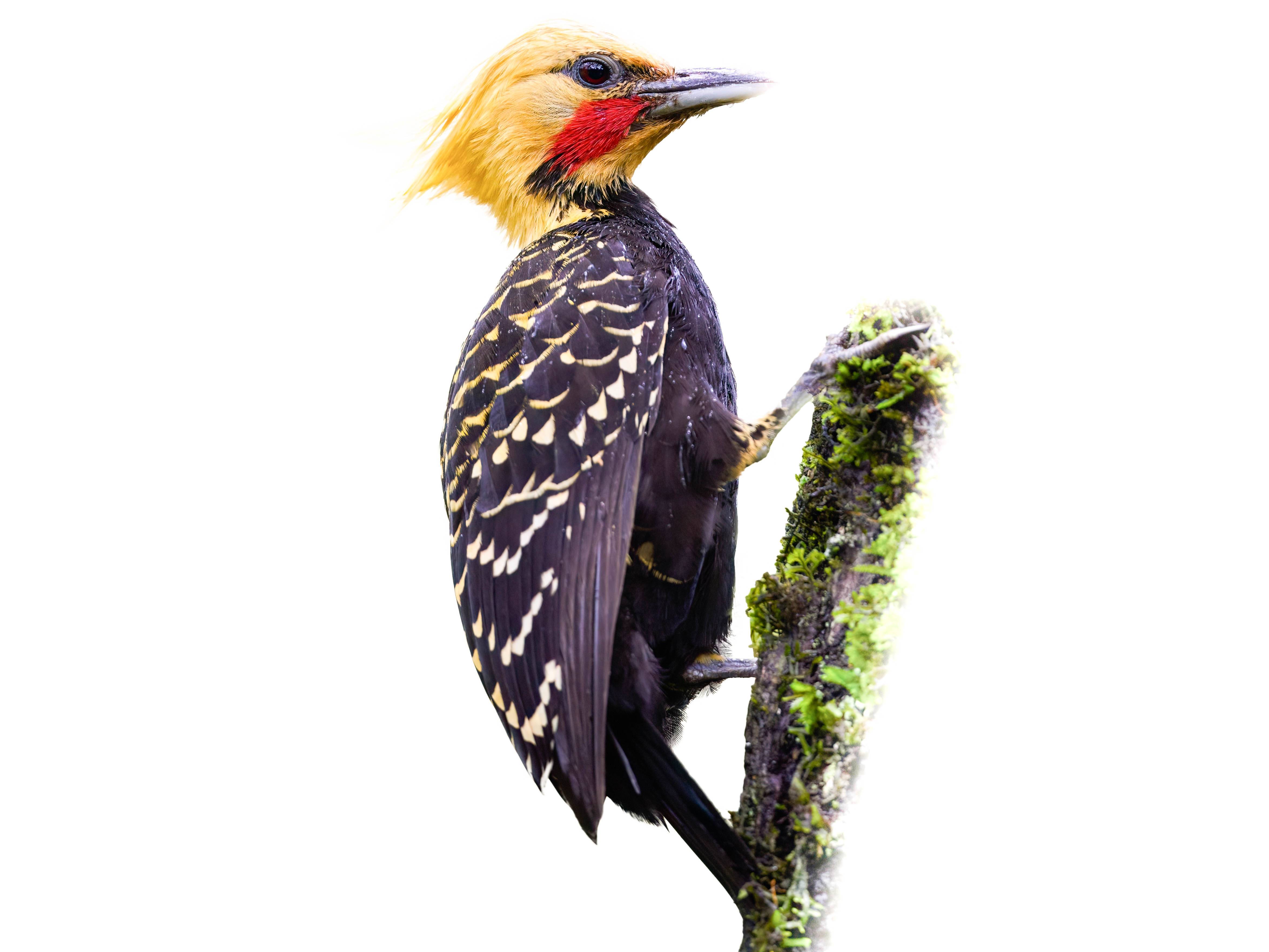A photo of a Blond-crested Woodpecker (Celeus flavescens), male
