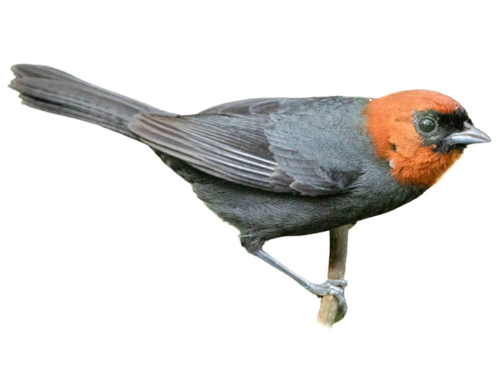 A photo of a Chestnut-headed Tanager (Thlypopsis pyrrhocoma), male