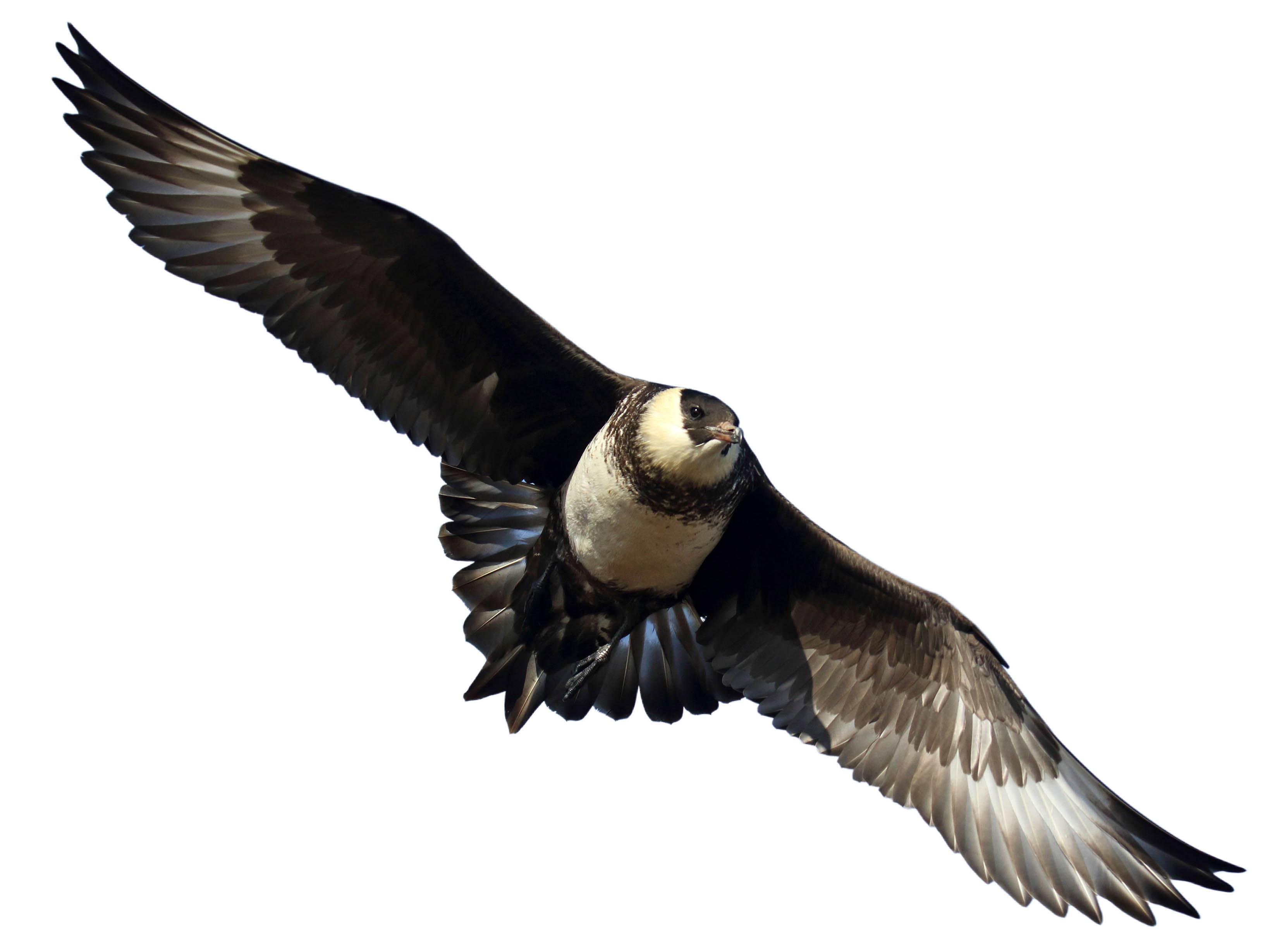 A photo of a Pomarine Jaeger (Stercorarius pomarinus)