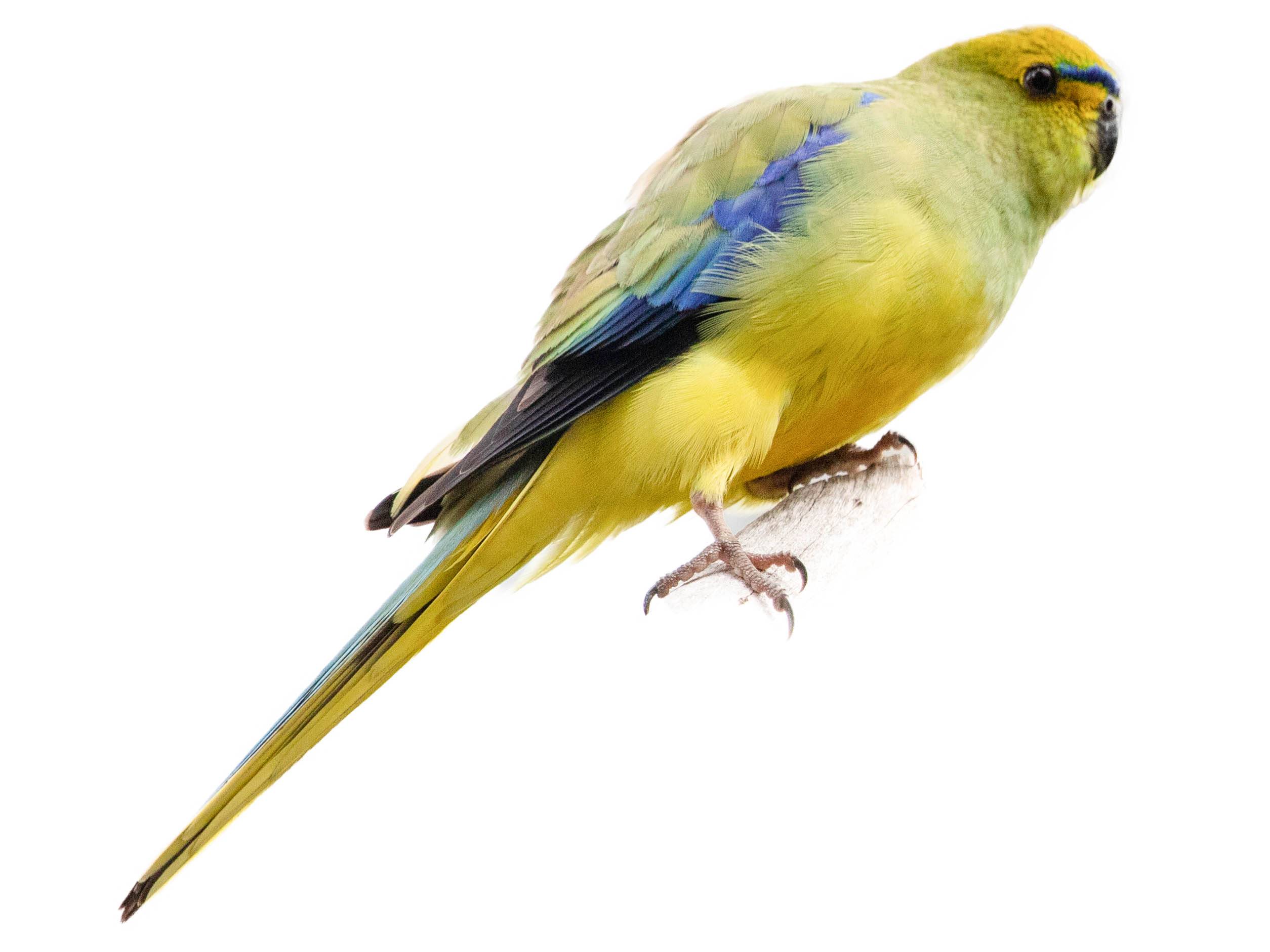 A photo of a Blue-winged Parrot (Neophema chrysostoma)