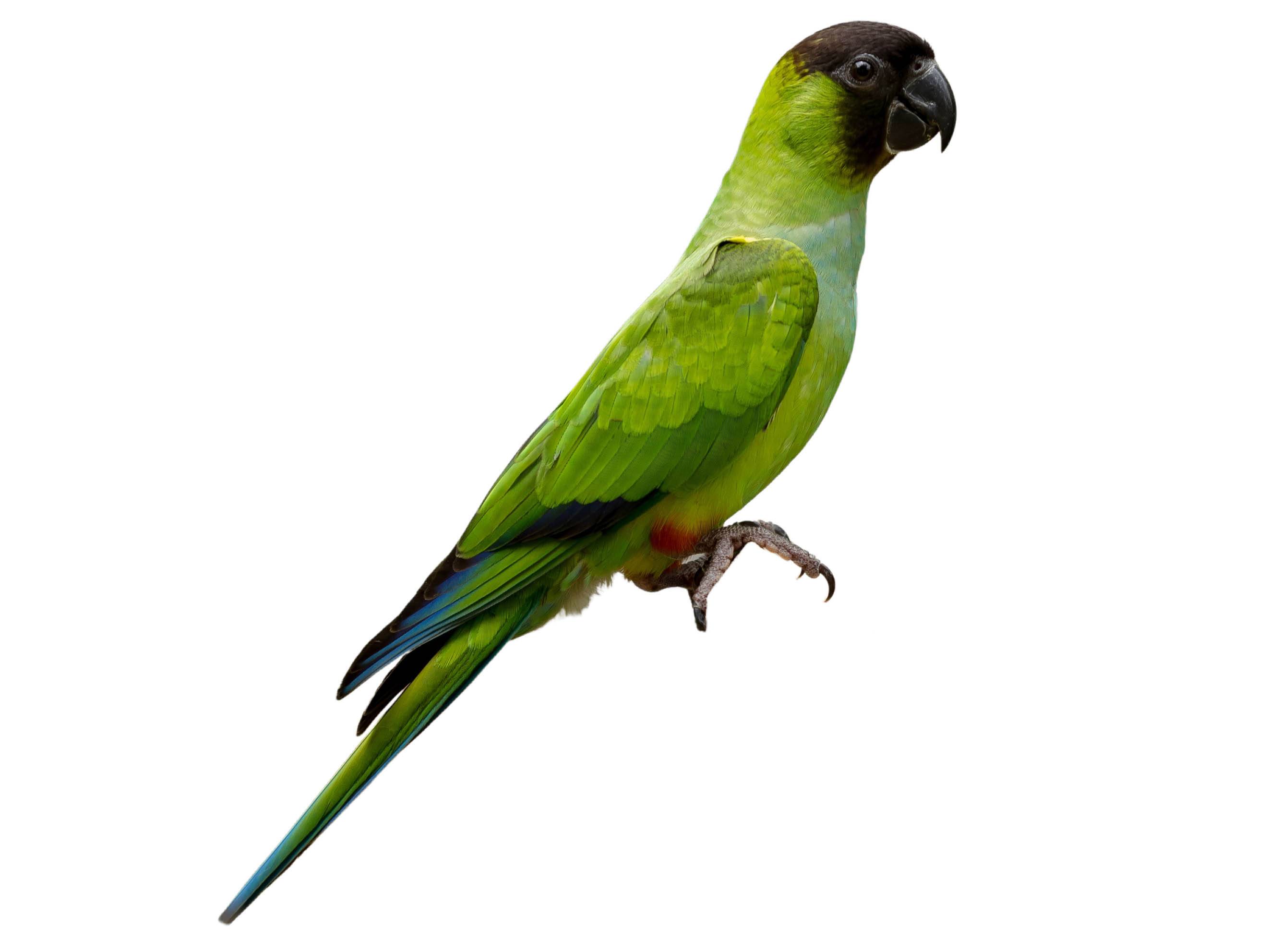 A photo of a Nanday Parakeet (Aratinga nenday)