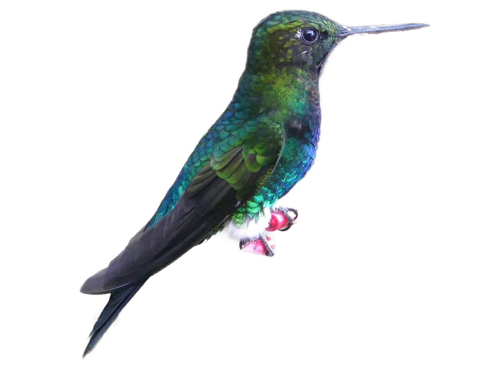 A photo of a Glowing Puffleg (Eriocnemis vestita), male