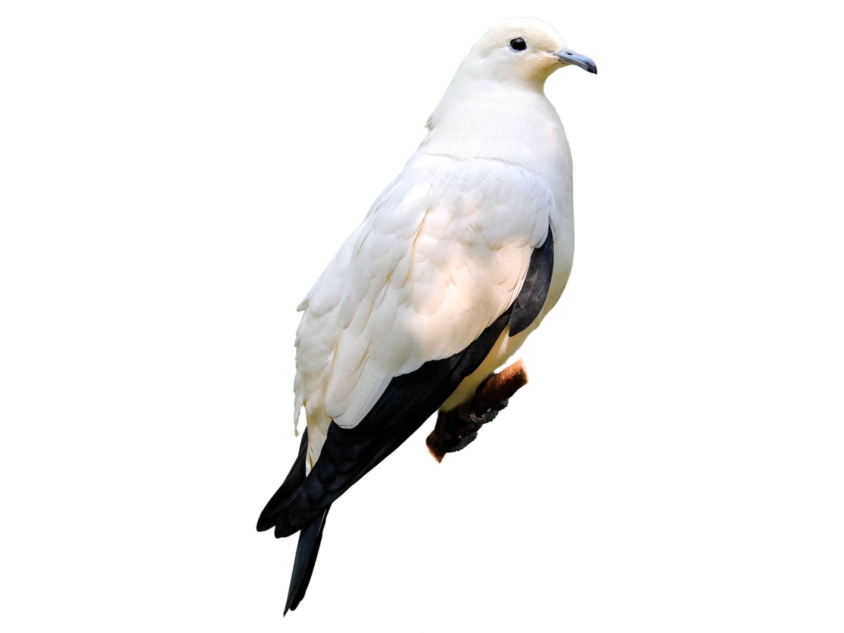 A photo of a Pied Imperial Pigeon (Ducula bicolor)