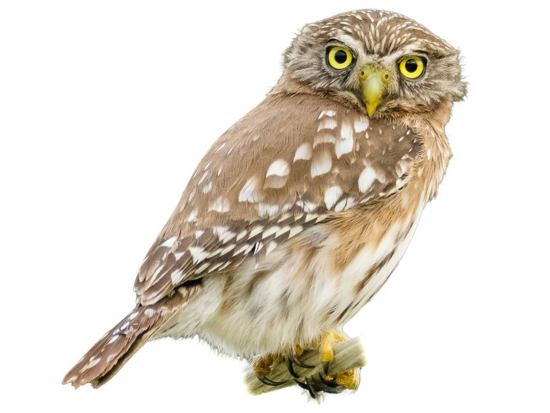 A photo of a Pacific Pygmy Owl (Glaucidium peruanum)