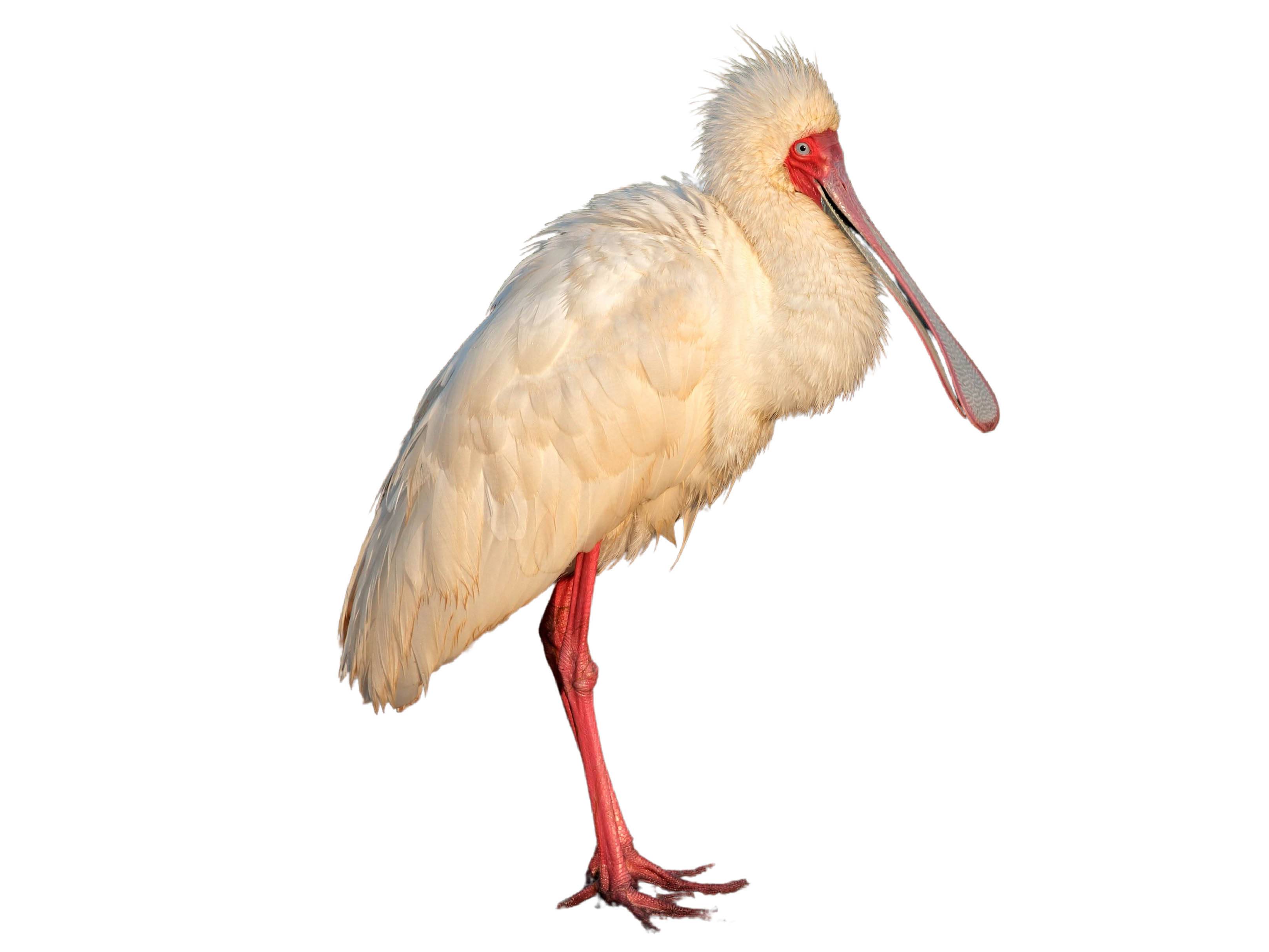 A photo of a African Spoonbill (Platalea alba)