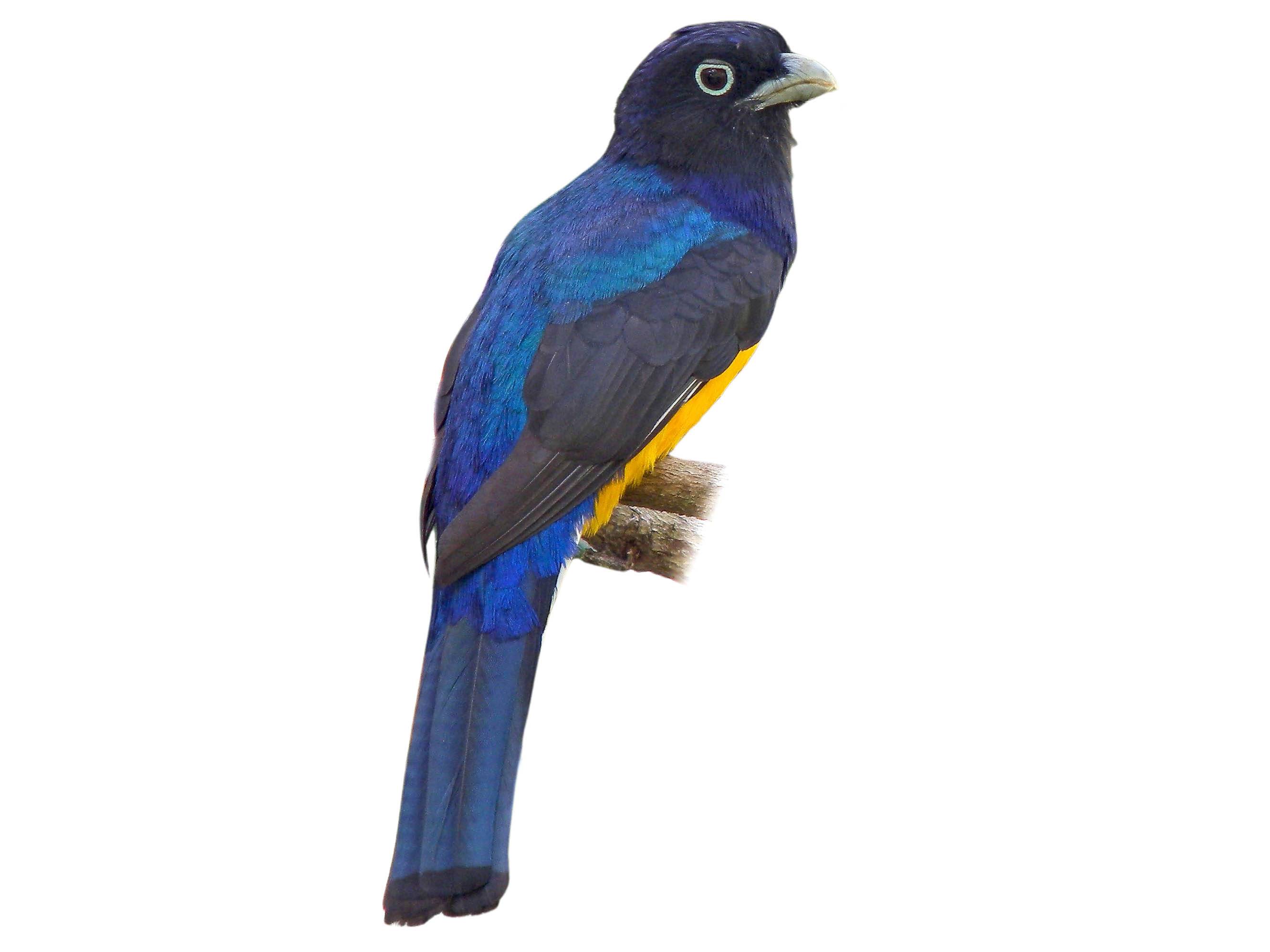 A photo of a White-tailed Trogon (Trogon chionurus), male