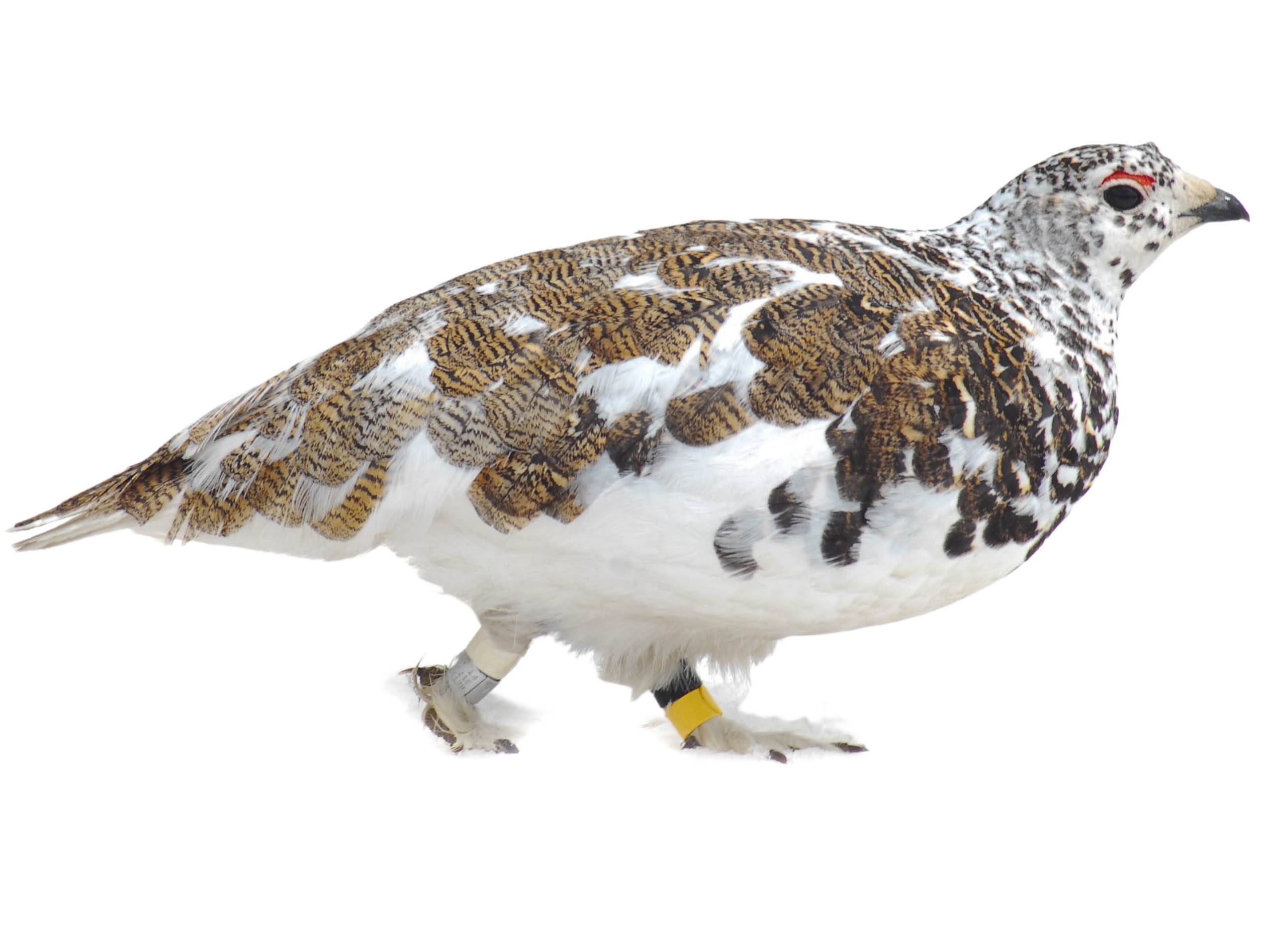 A photo of a White-tailed Ptarmigan (Lagopus leucura), male