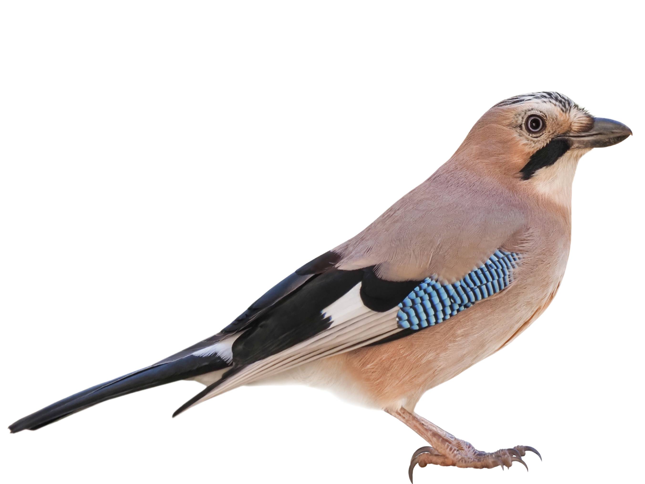 A photo of a Eurasian Jay (Garrulus glandarius)