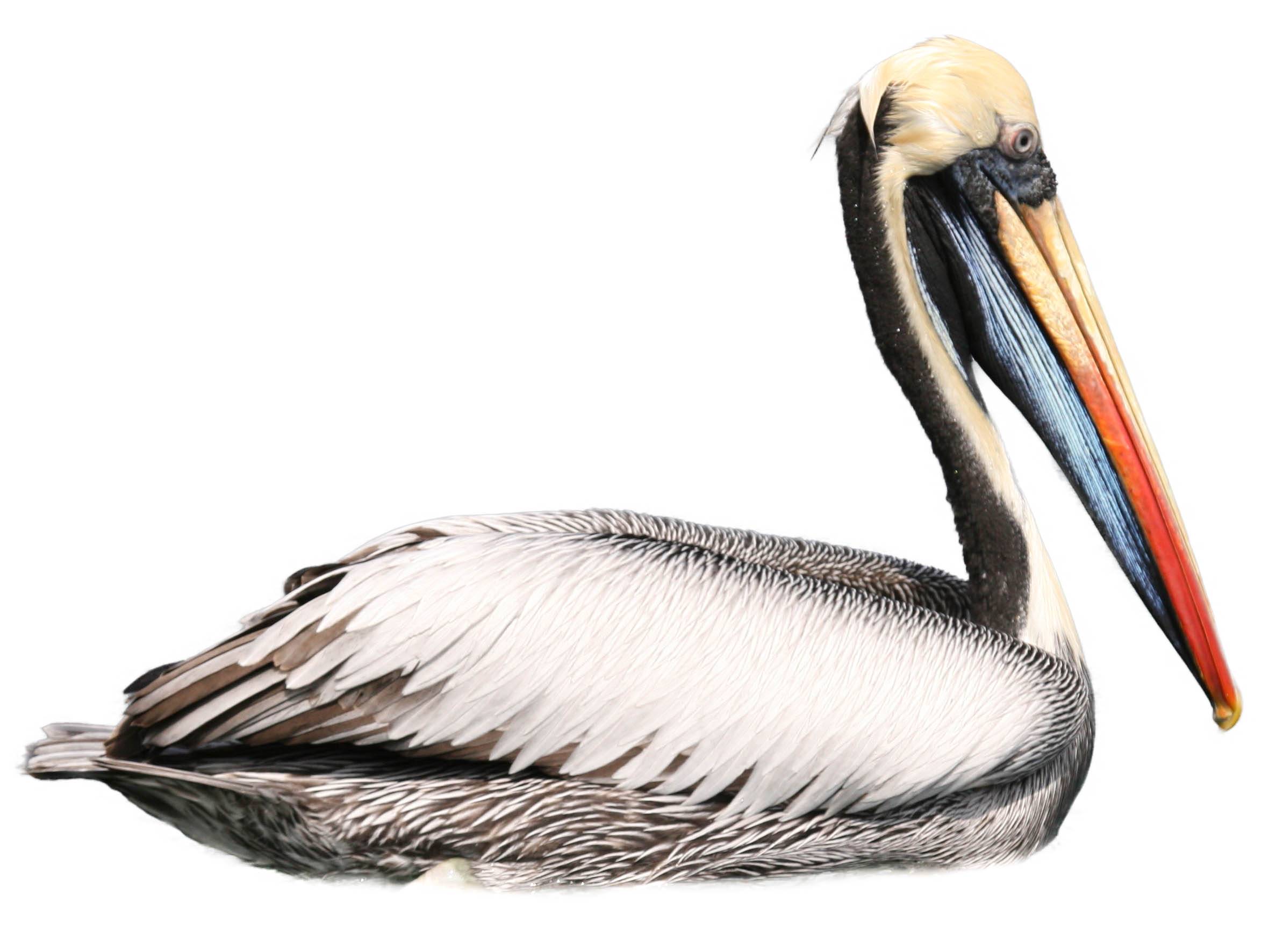 A photo of a Peruvian Pelican (Pelecanus thagus)