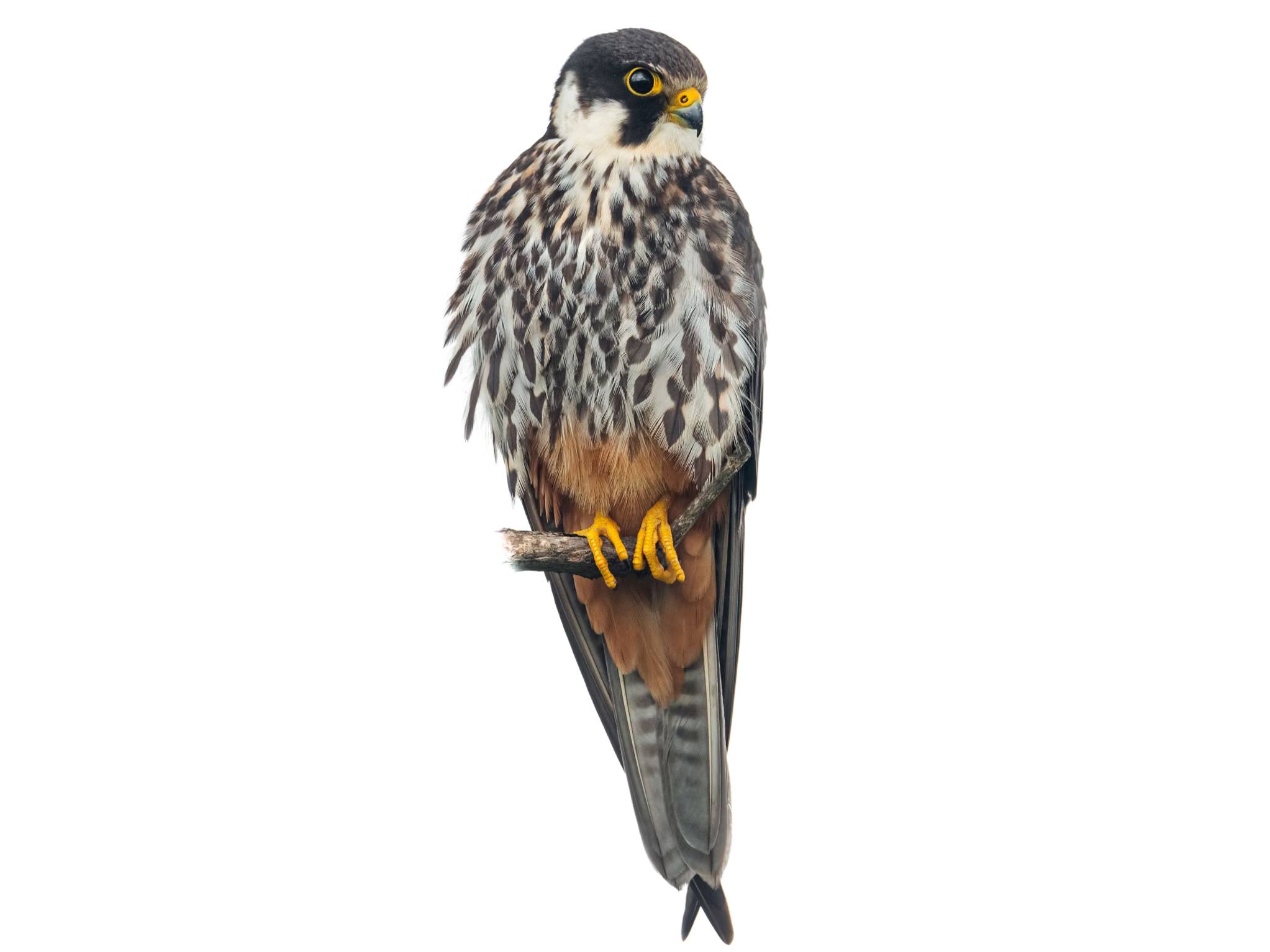 A photo of a Eurasian Hobby (Falco subbuteo)